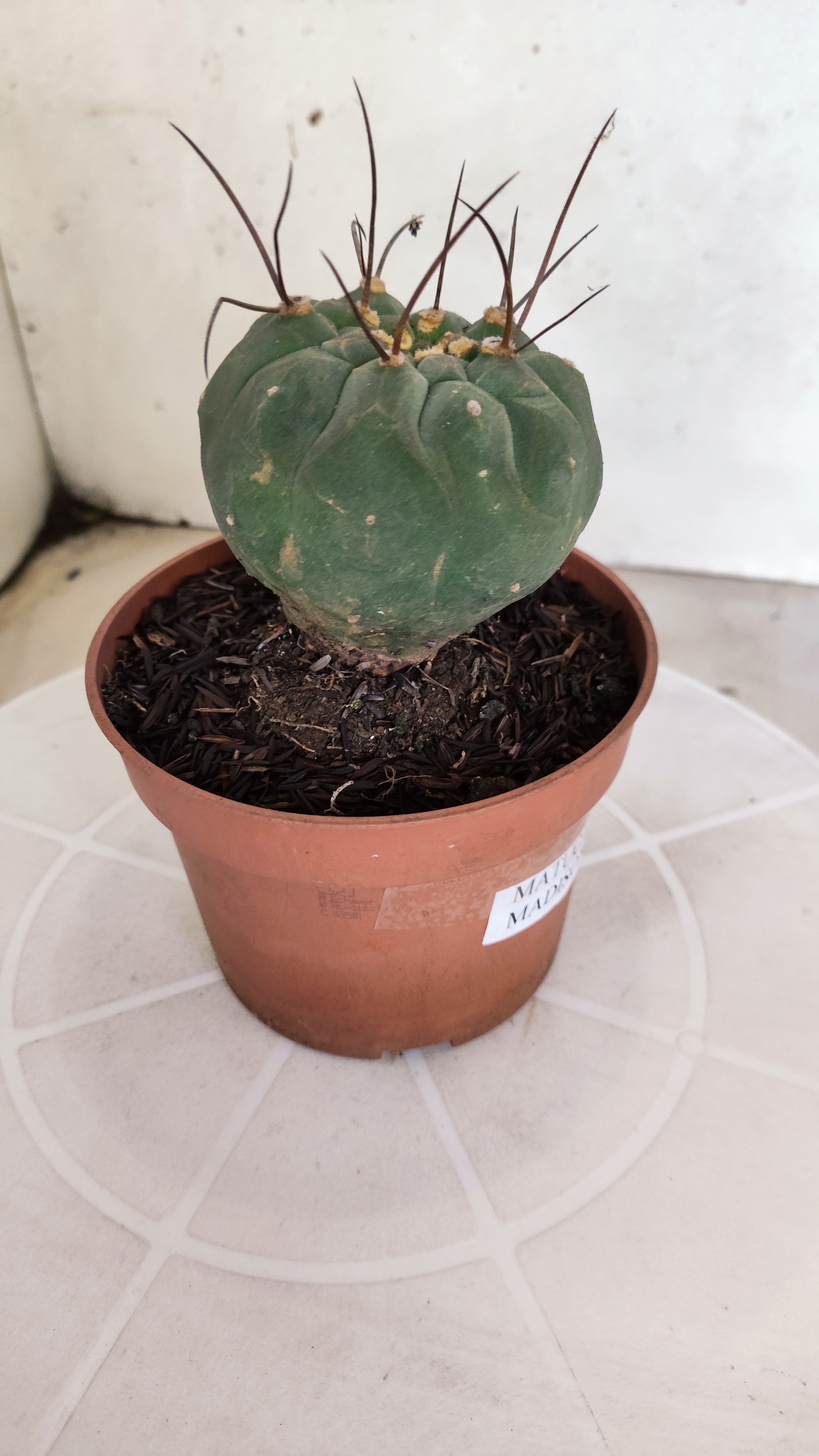 MATUCANA MADISONIORUM Nº 342 – vaso 11