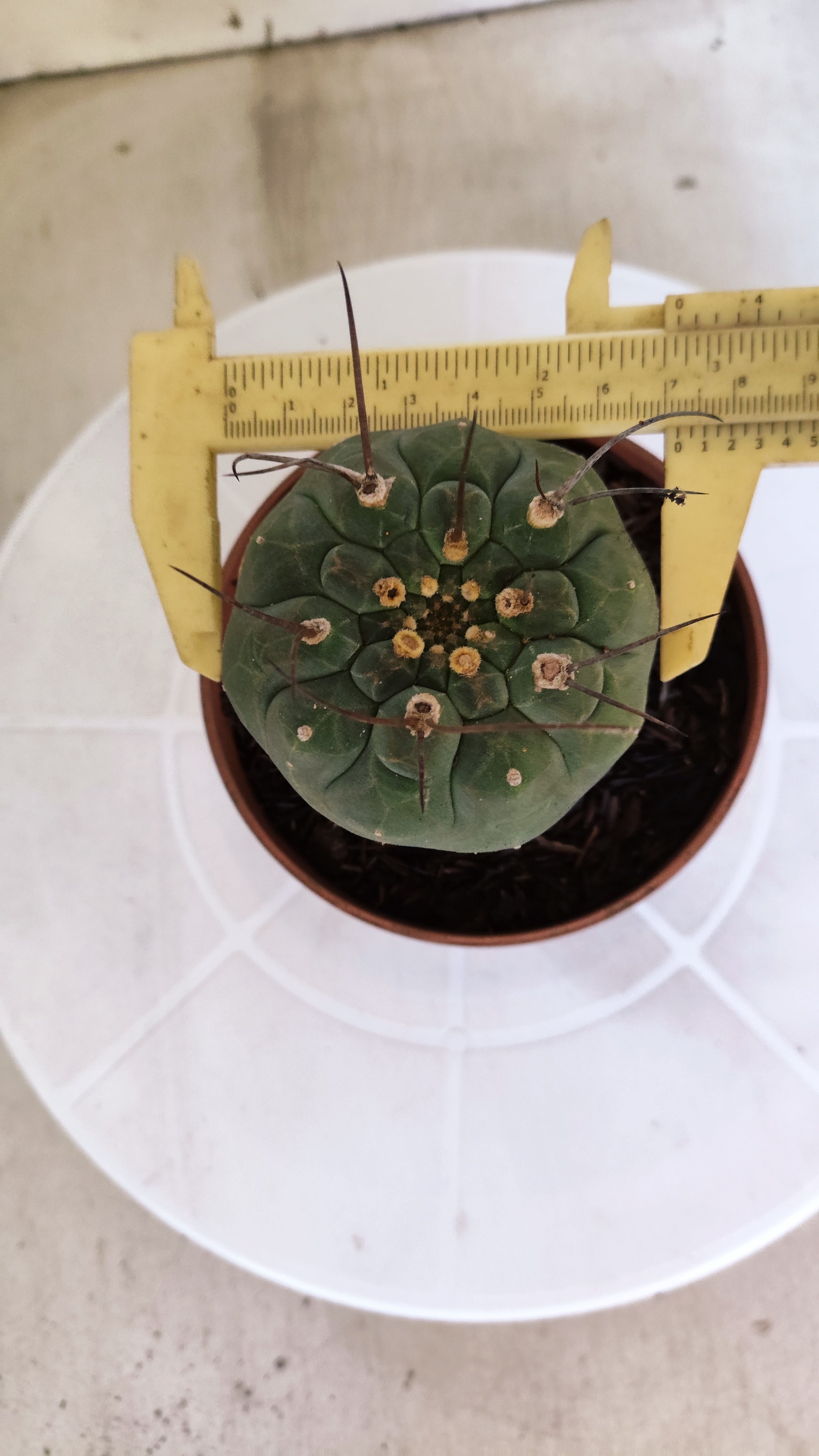 MATUCANA MADISONIORUM Nº 342 – vaso 11