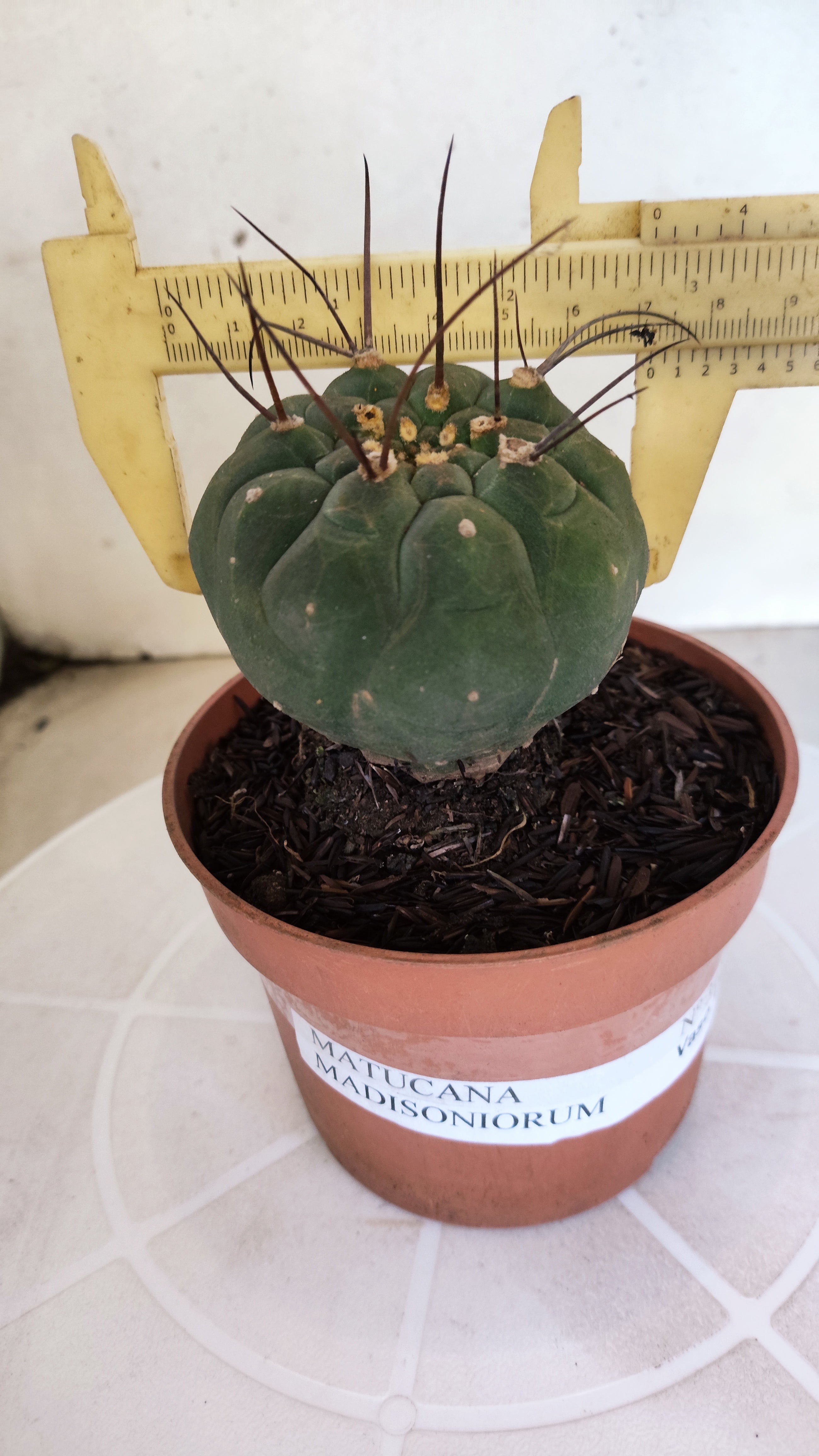 MATUCANA MADISONIORUM Nº 342 – vaso 11