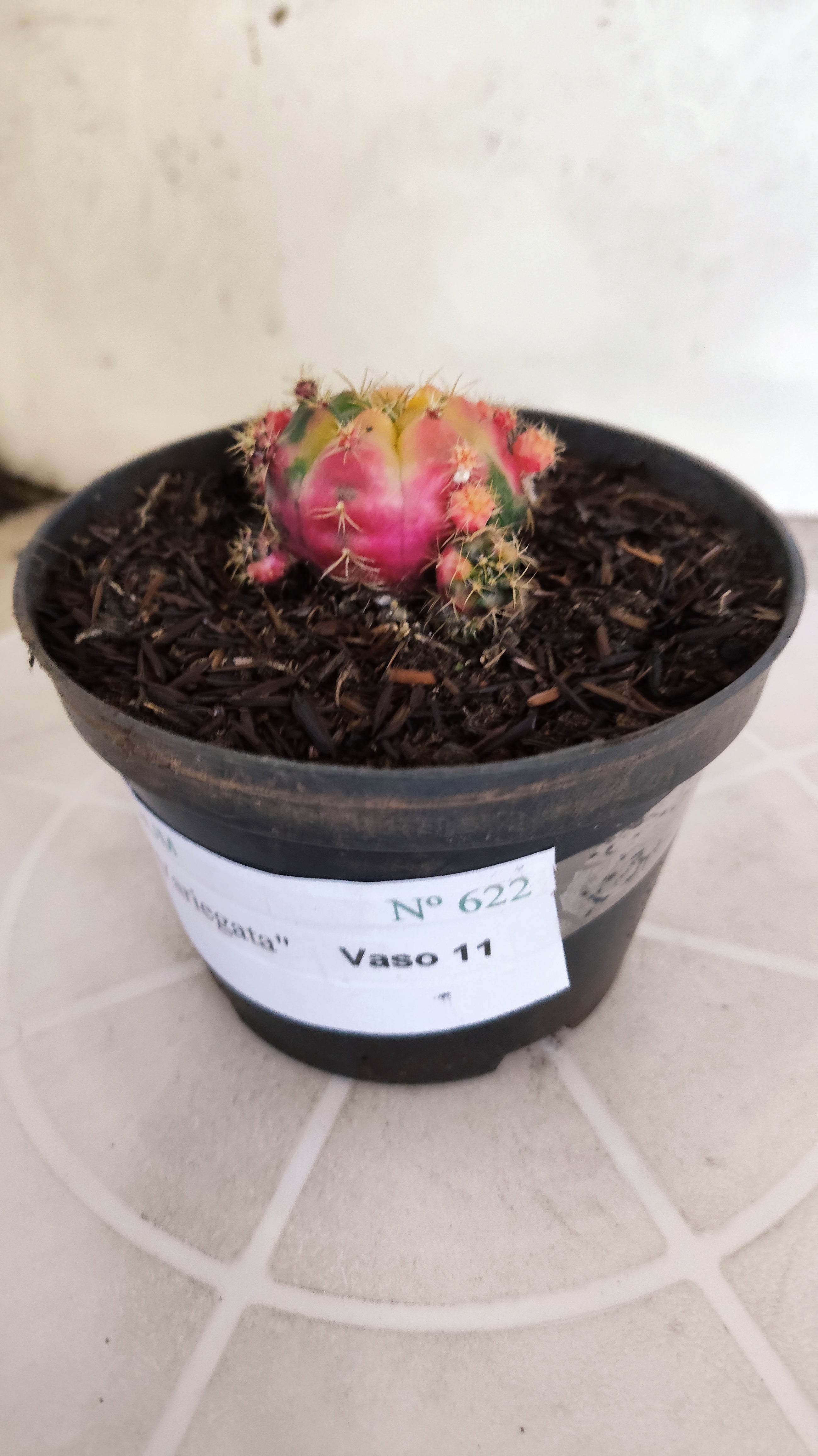 GYMNOCALYCIUM DAMSII Variegata Nº 622 – vaso 11