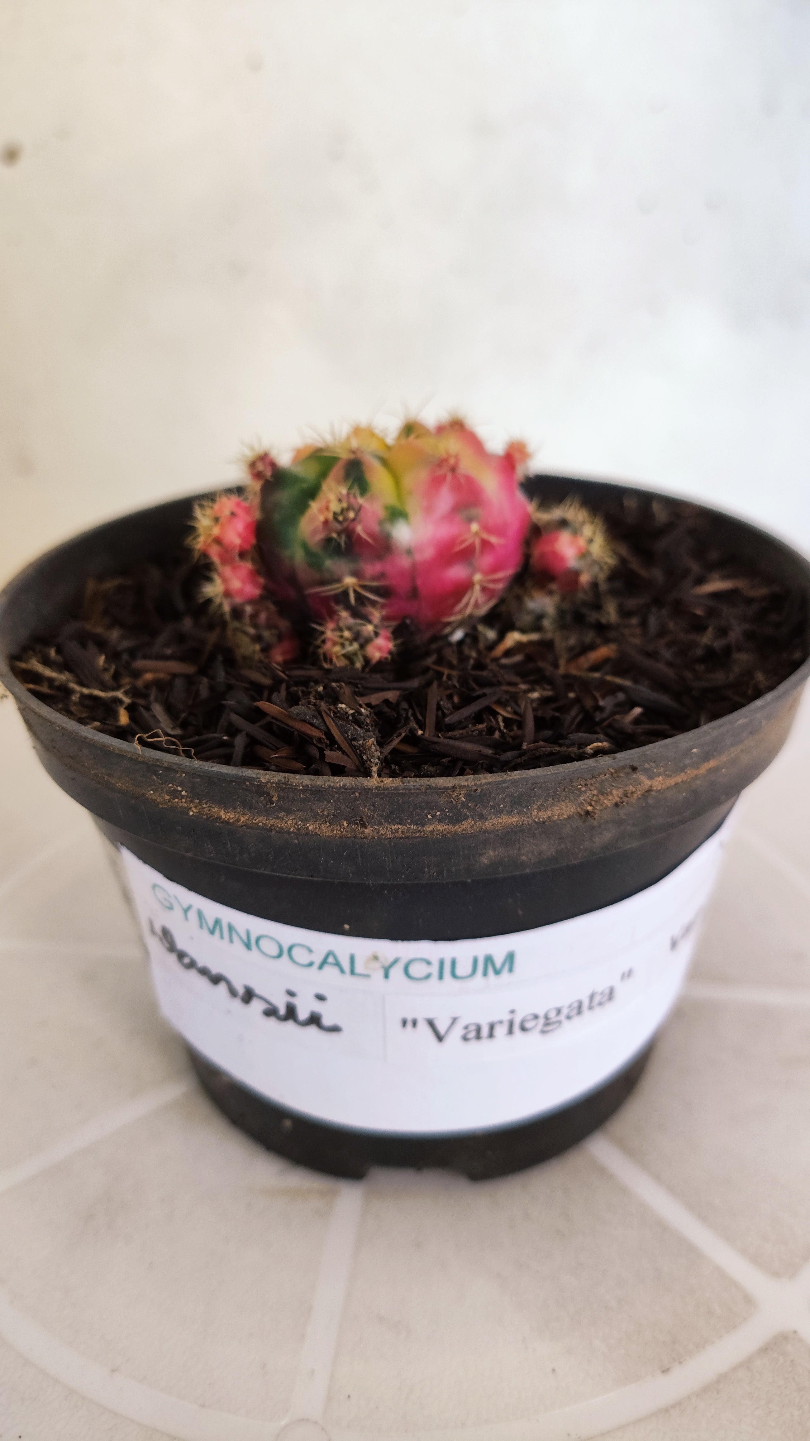 GYMNOCALYCIUM DAMSII Variegata Nº 622 – vaso 11