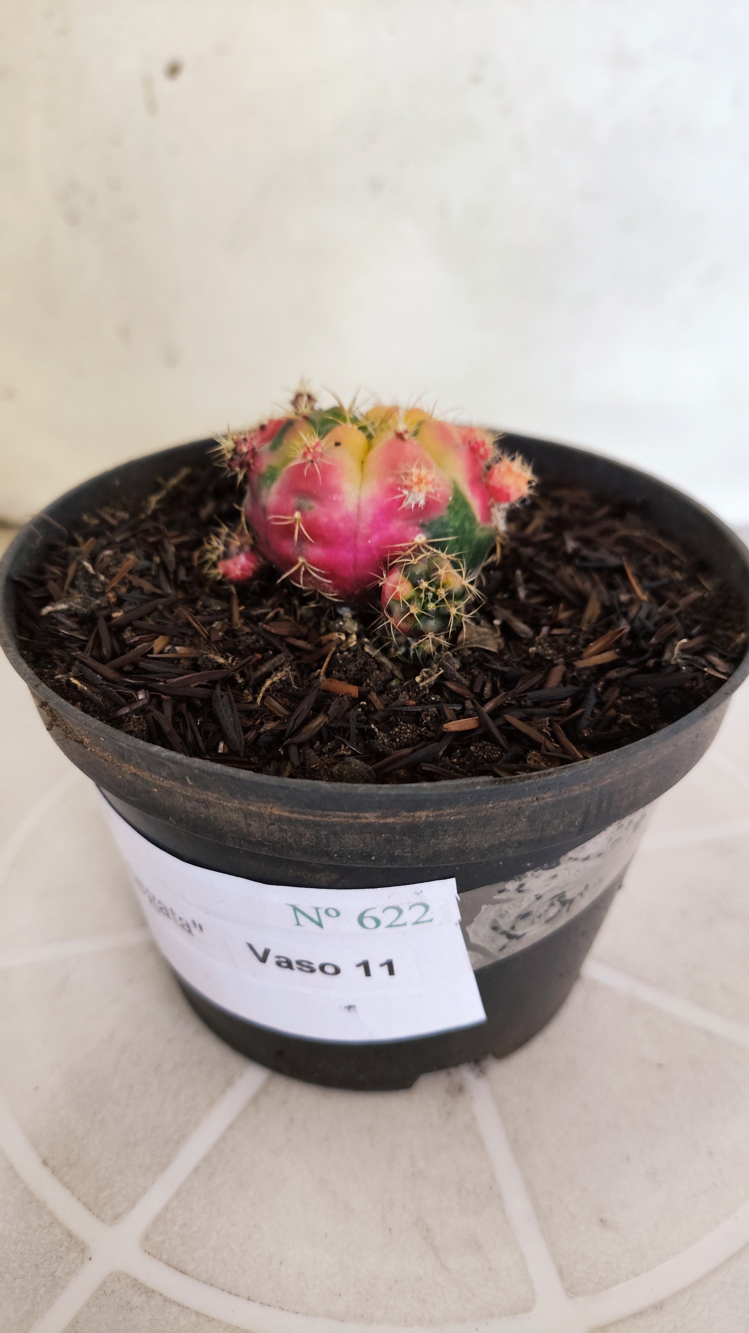 GYMNOCALYCIUM DAMSII Variegata Nº 622 – vaso 11