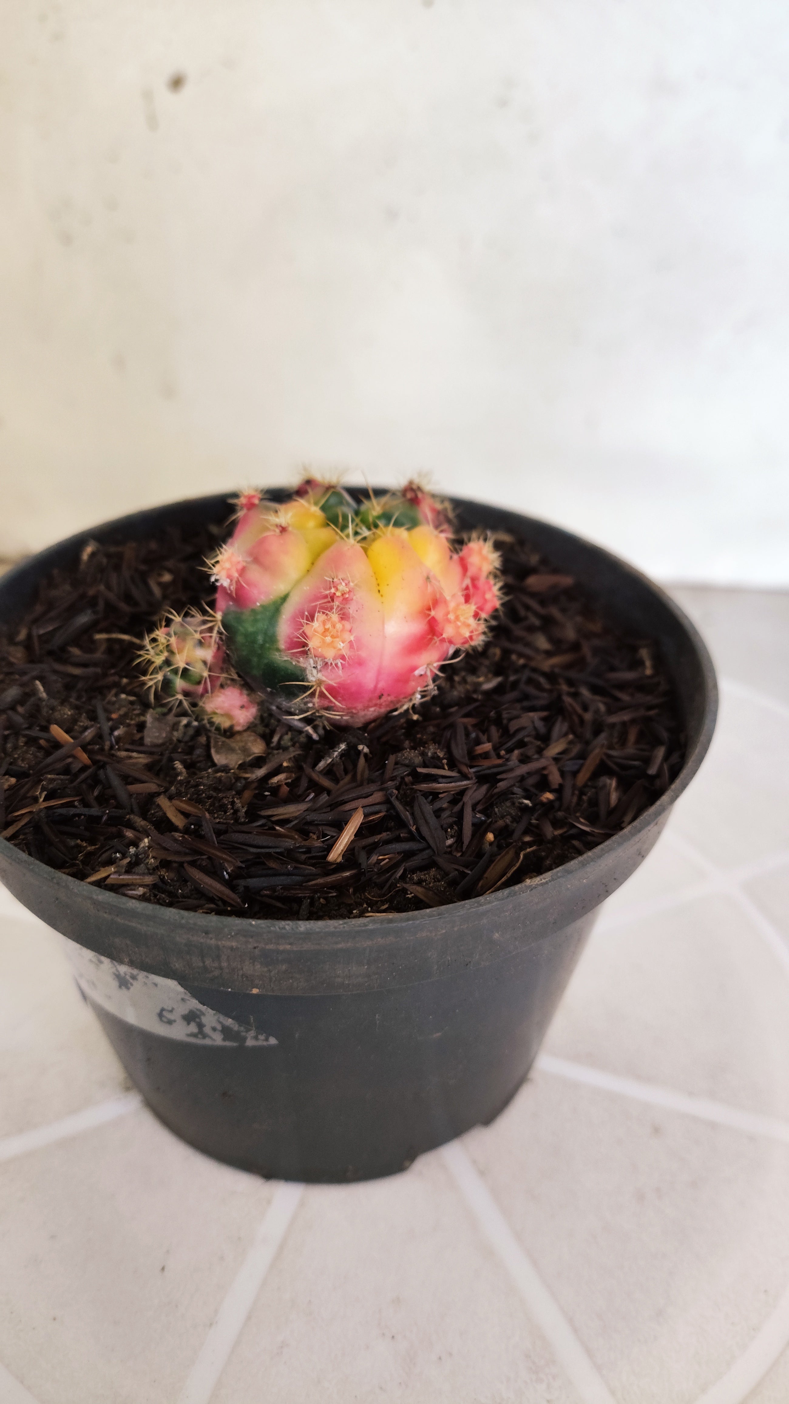 GYMNOCALYCIUM DAMSII Variegata Nº 622 – vaso 11