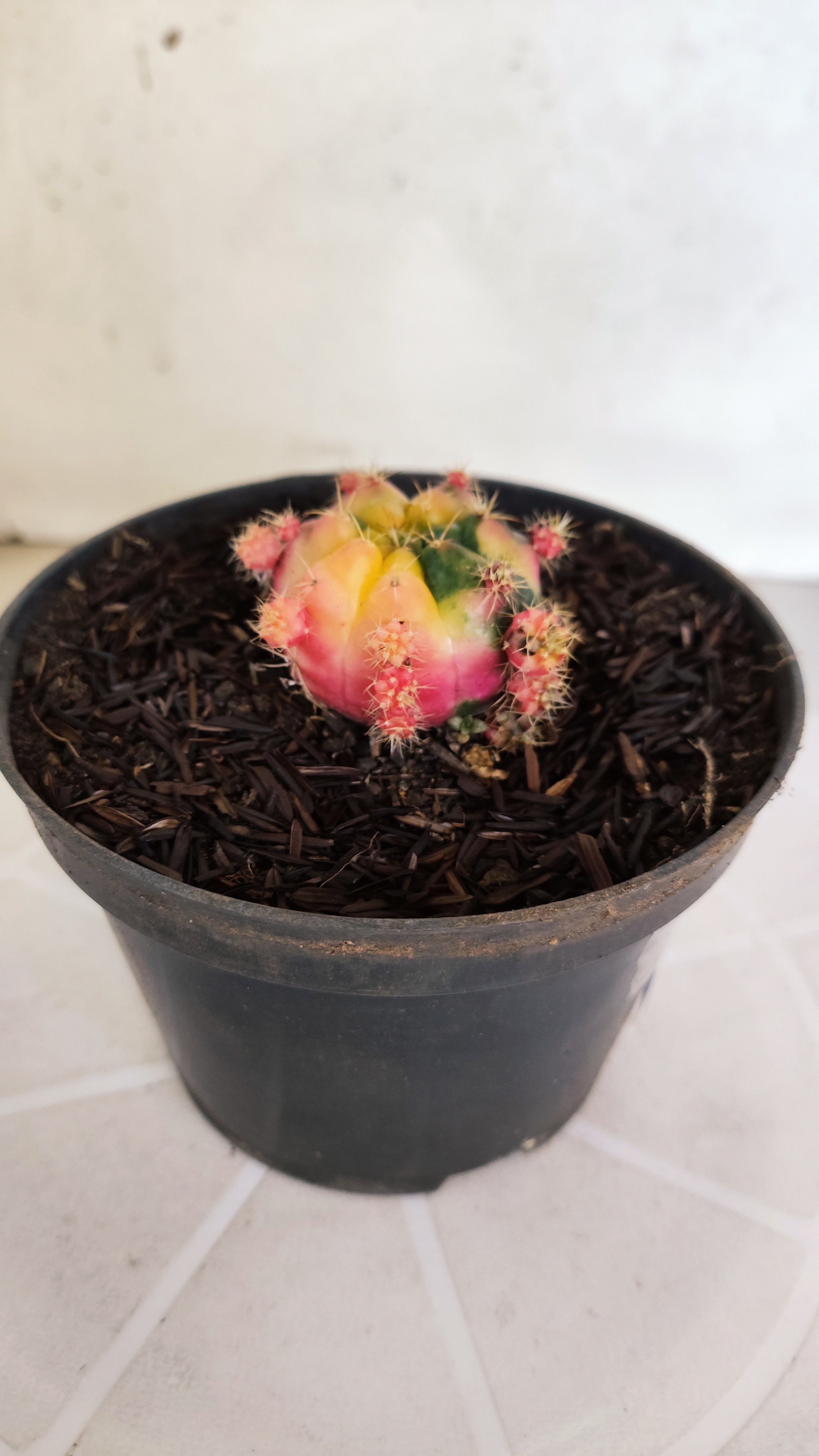 GYMNOCALYCIUM DAMSII Variegata Nº 622 – vaso 11