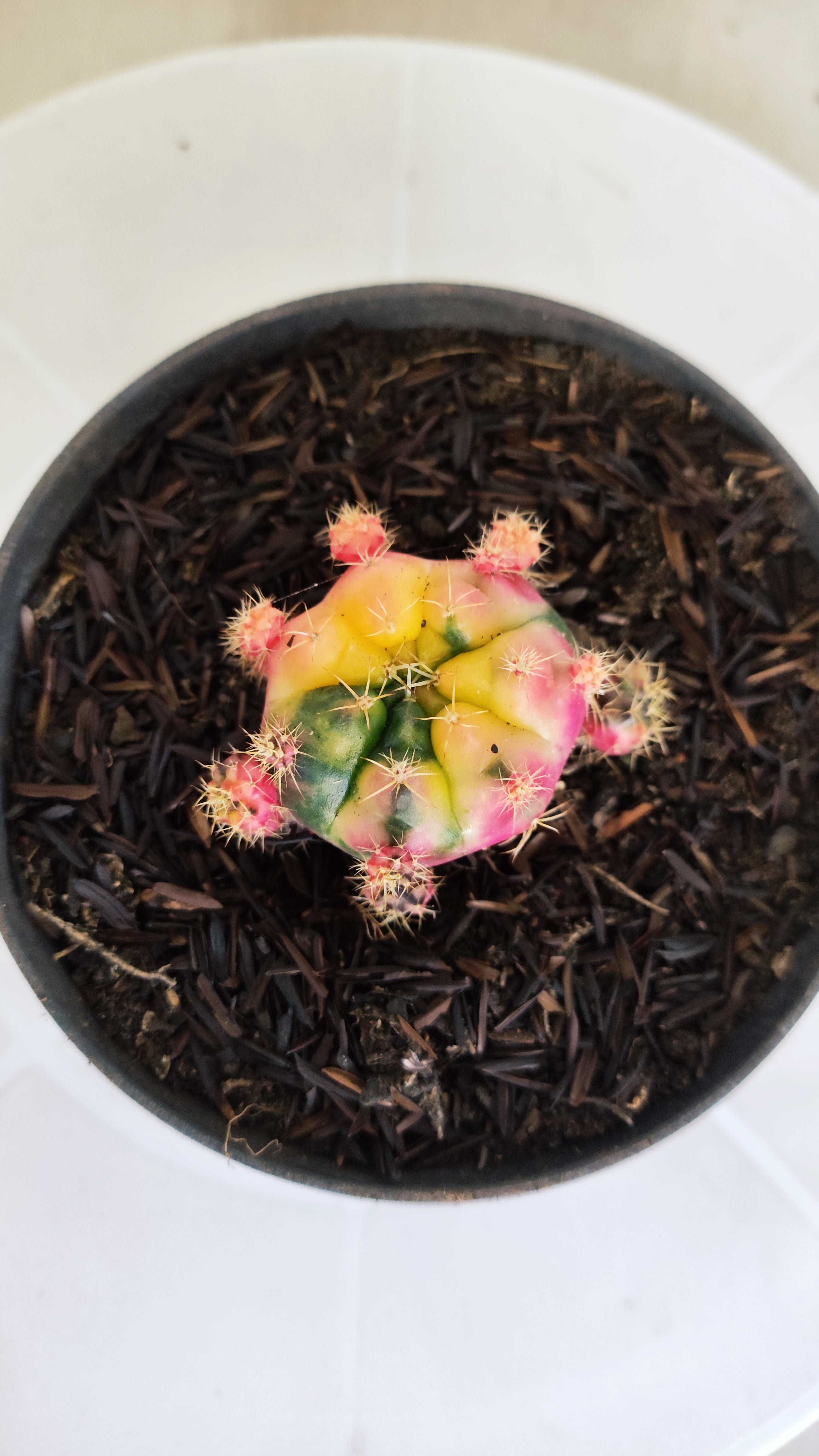 GYMNOCALYCIUM DAMSII Variegata Nº 622 – vaso 11