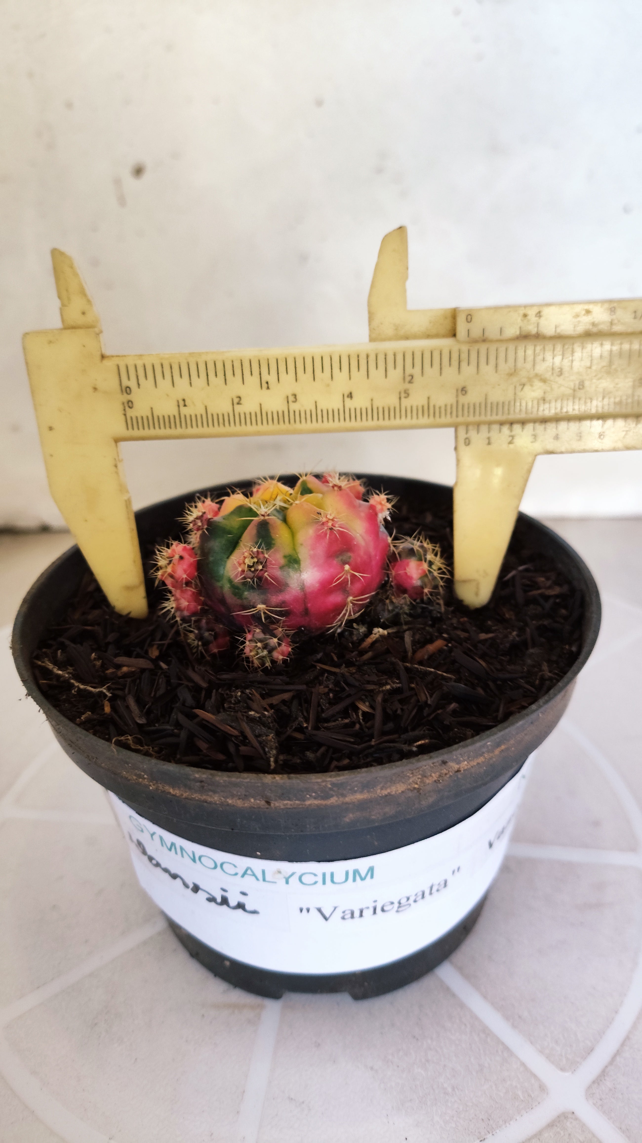 GYMNOCALYCIUM DAMSII Variegata Nº 622 – vaso 11