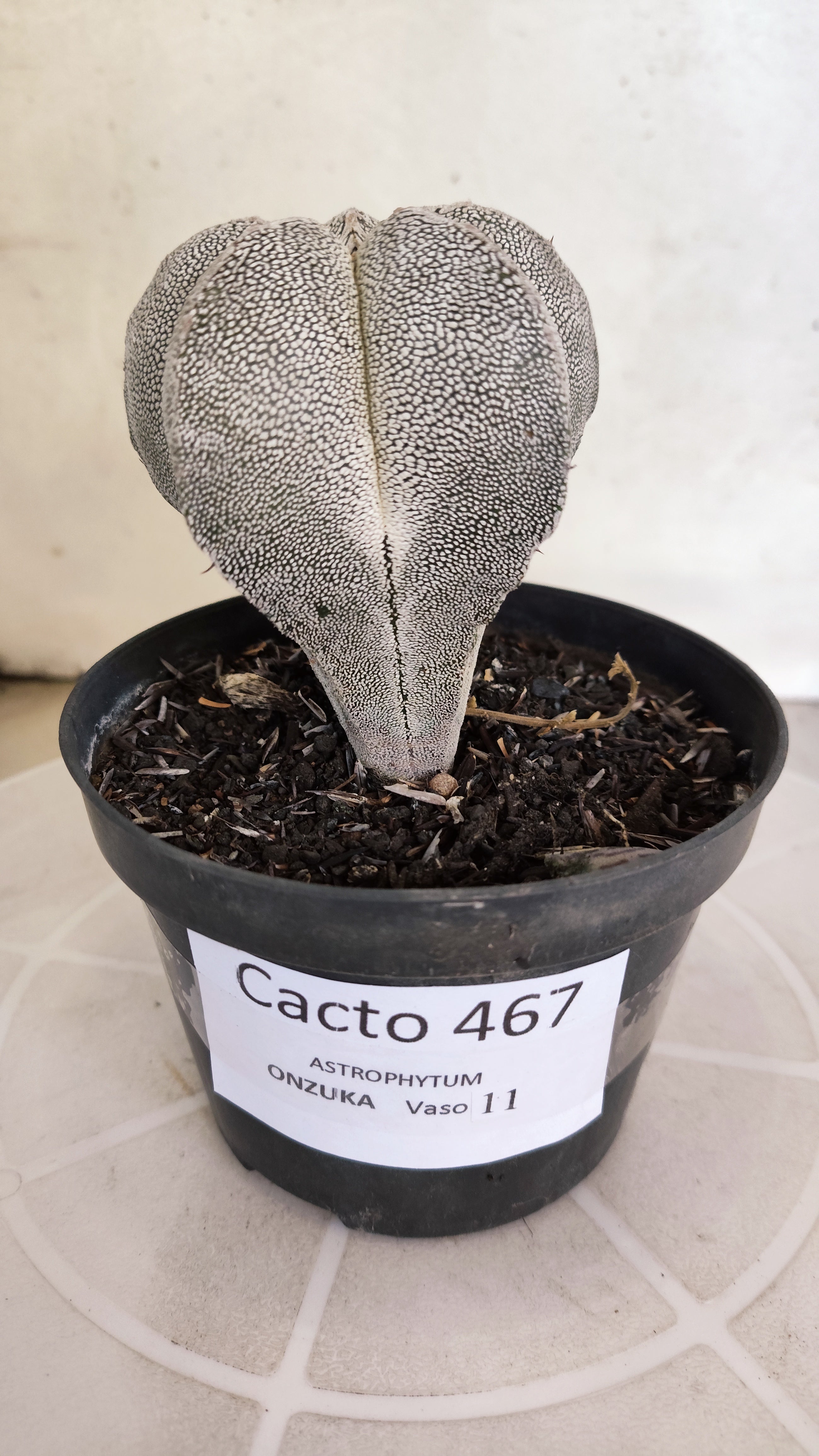 ASTROPHYTUM MYRIOSTIGMA Onzuka  Nº 467 – vaso 11