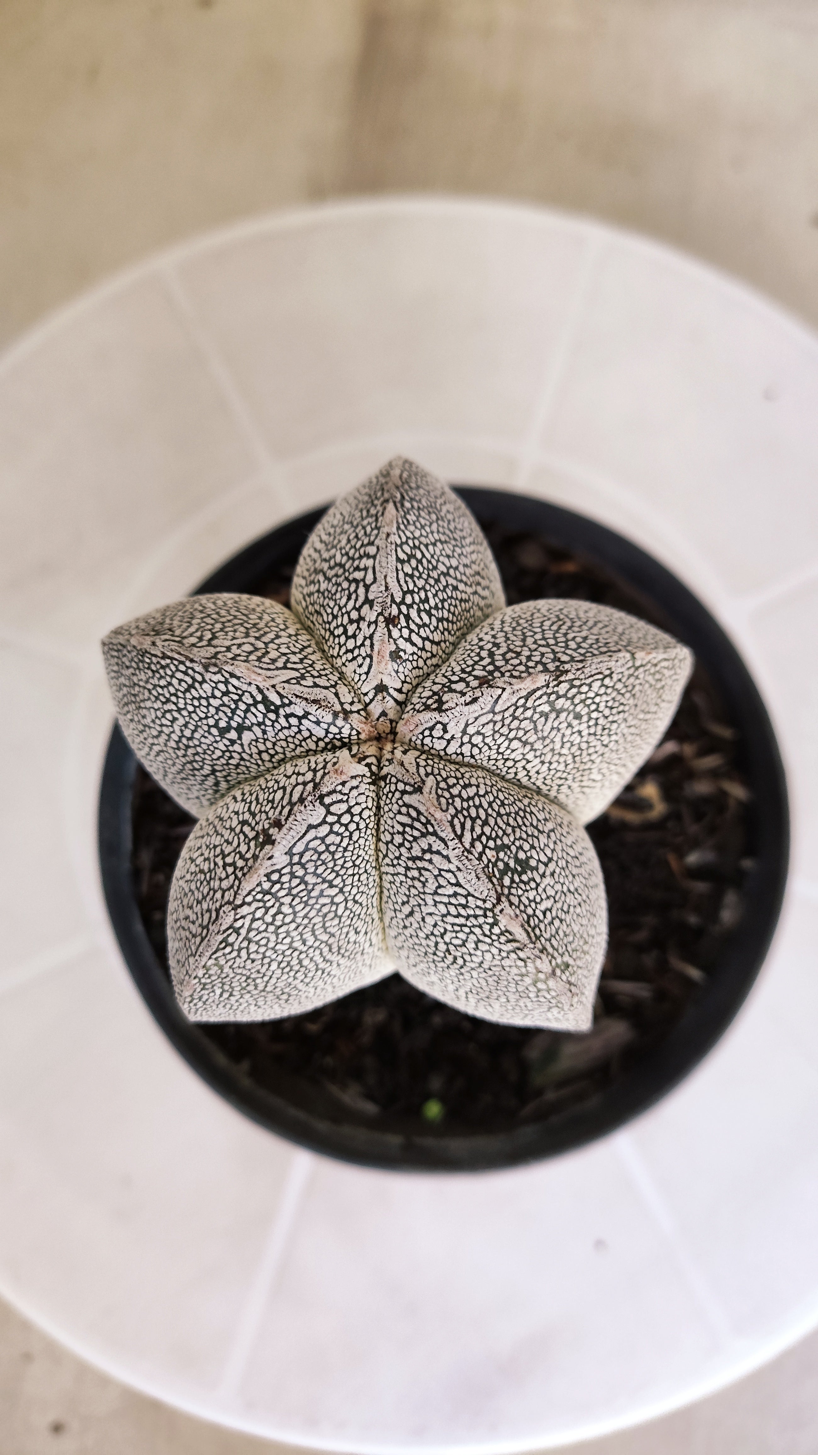 ASTROPHYTUM MYRIOSTIGMA Onzuka  Nº 467 – vaso 11