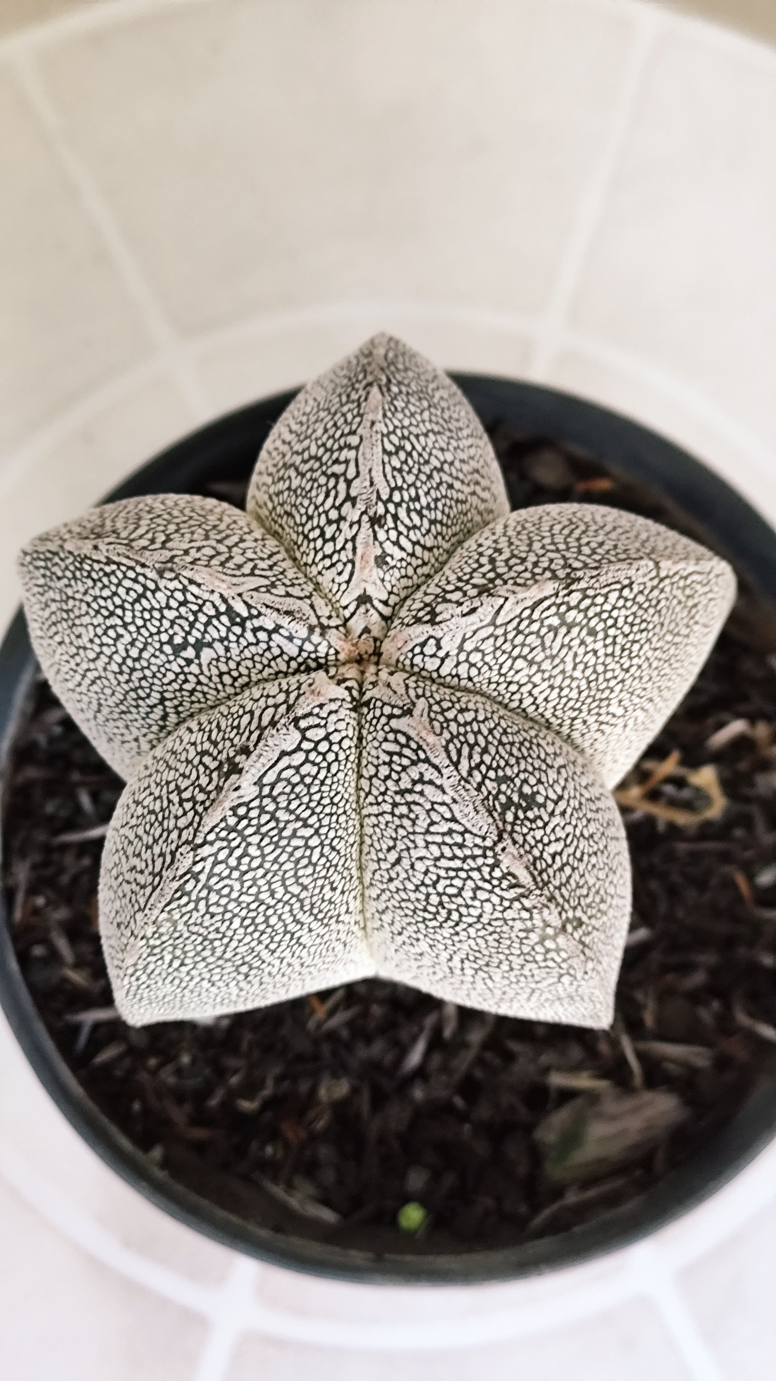 ASTROPHYTUM MYRIOSTIGMA Onzuka  Nº 467 – vaso 11