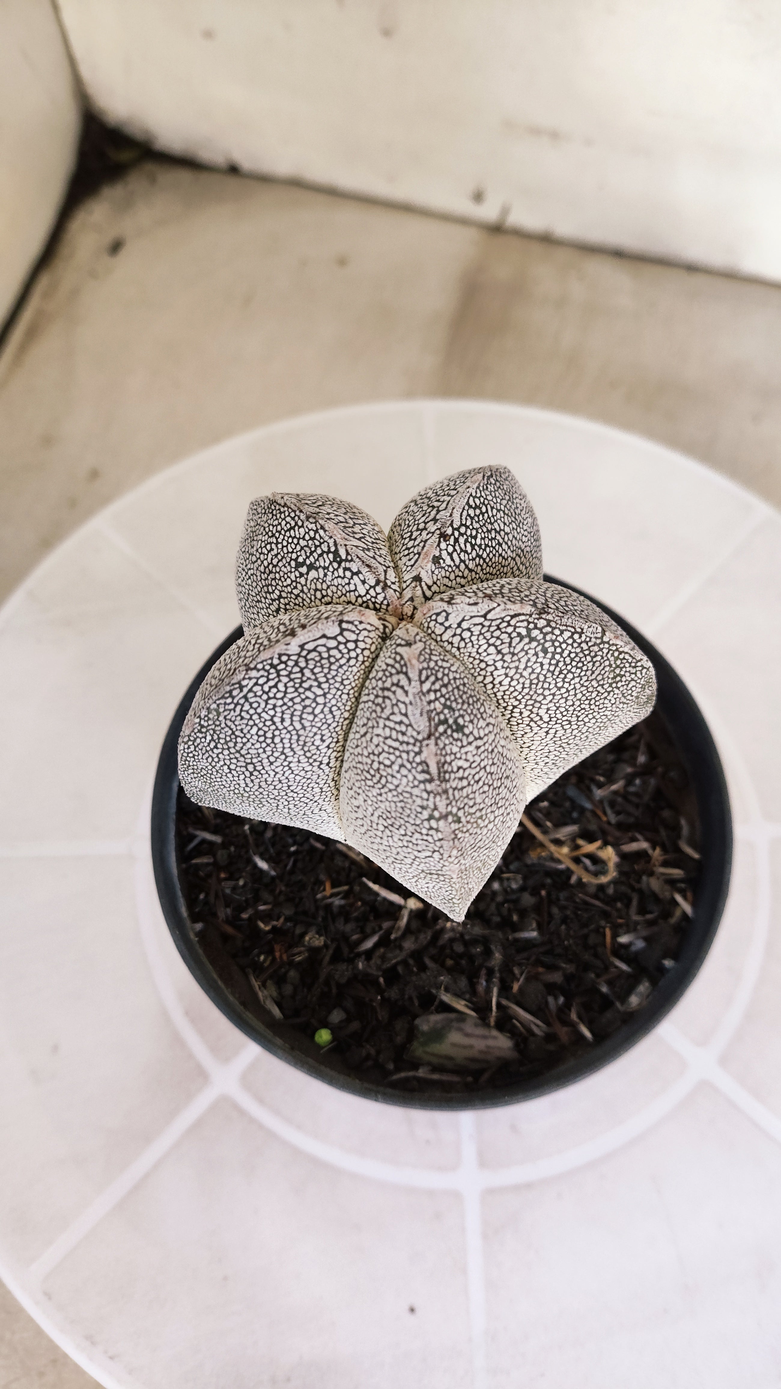 ASTROPHYTUM MYRIOSTIGMA Onzuka  Nº 467 – vaso 11