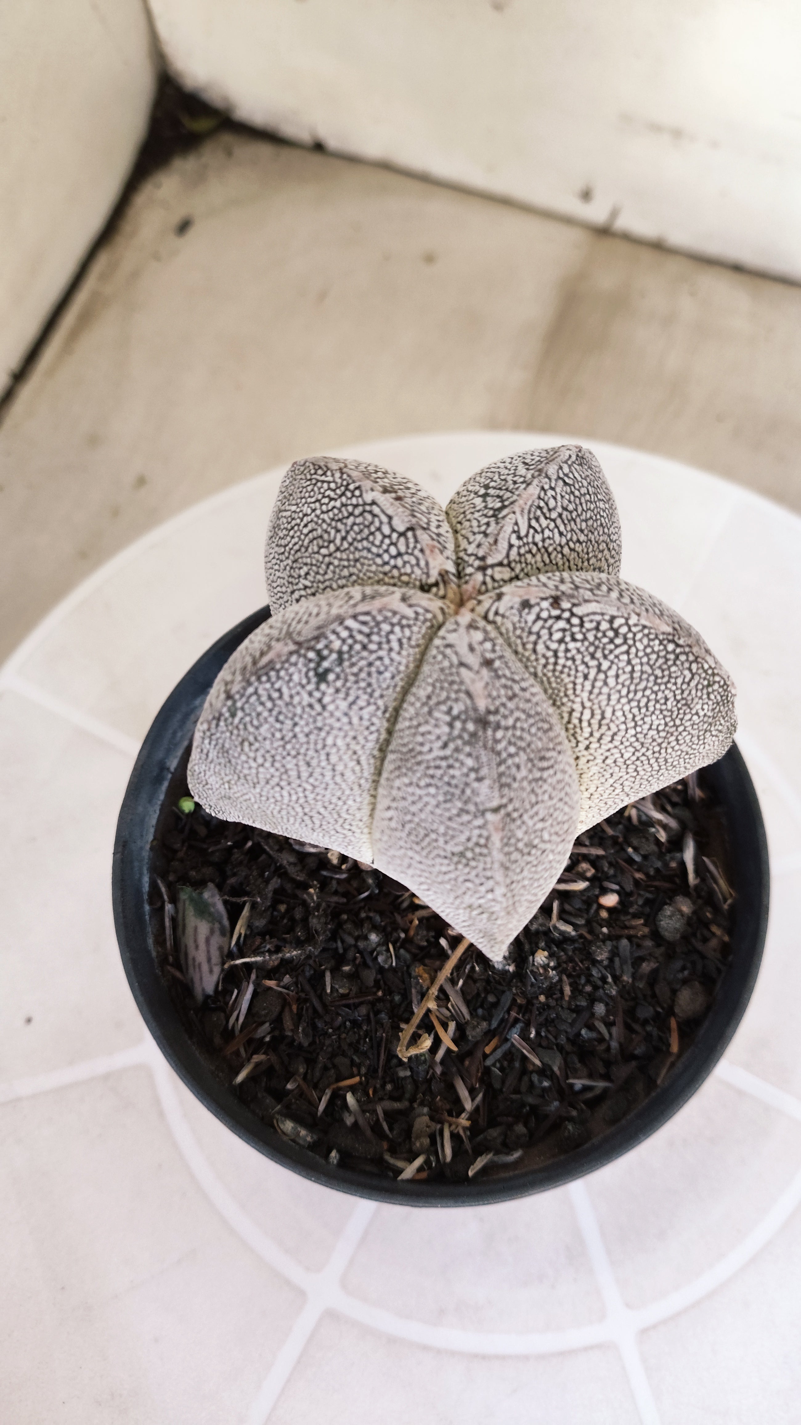ASTROPHYTUM MYRIOSTIGMA Onzuka  Nº 467 – vaso 11