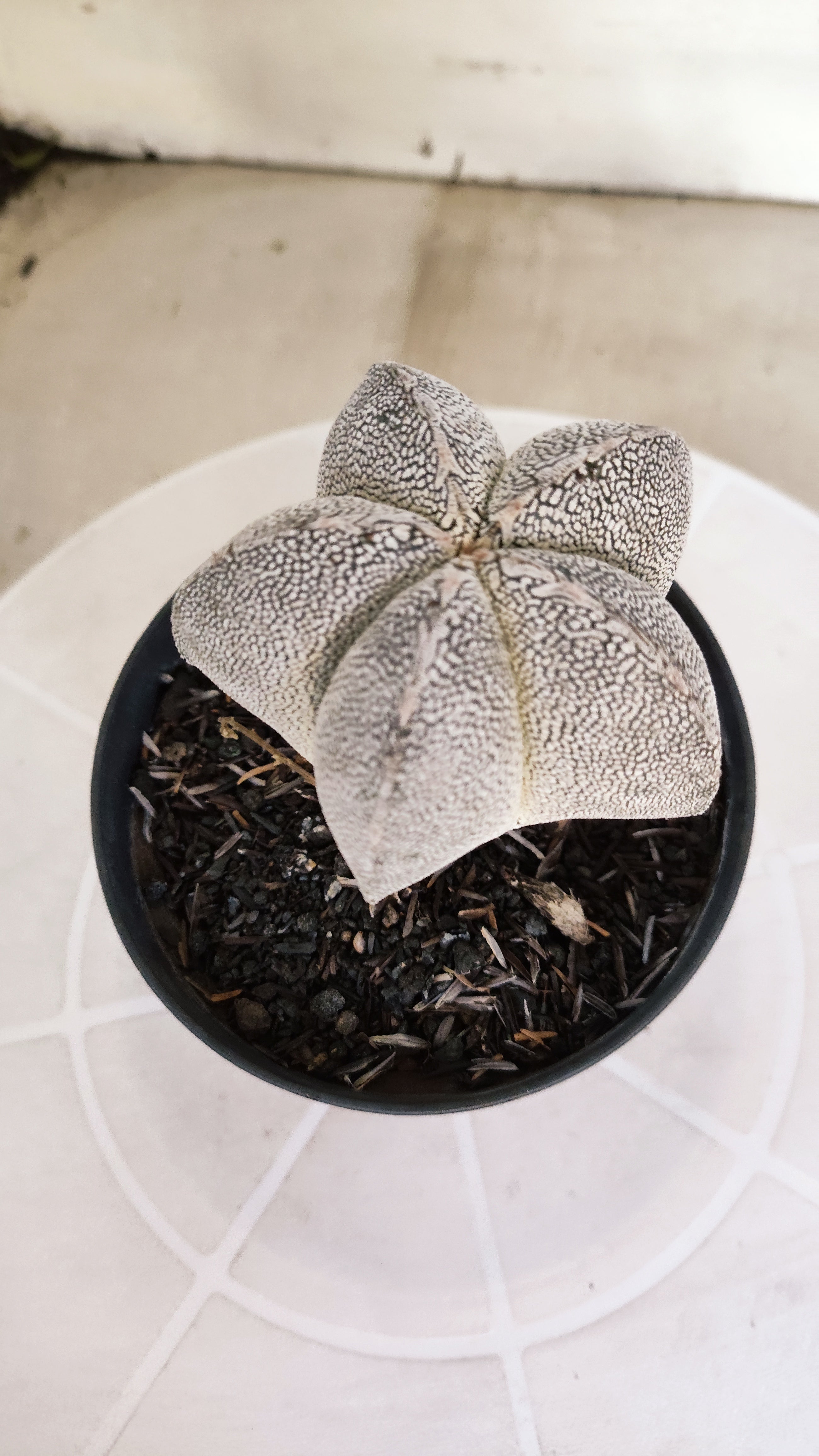 ASTROPHYTUM MYRIOSTIGMA Onzuka  Nº 467 – vaso 11