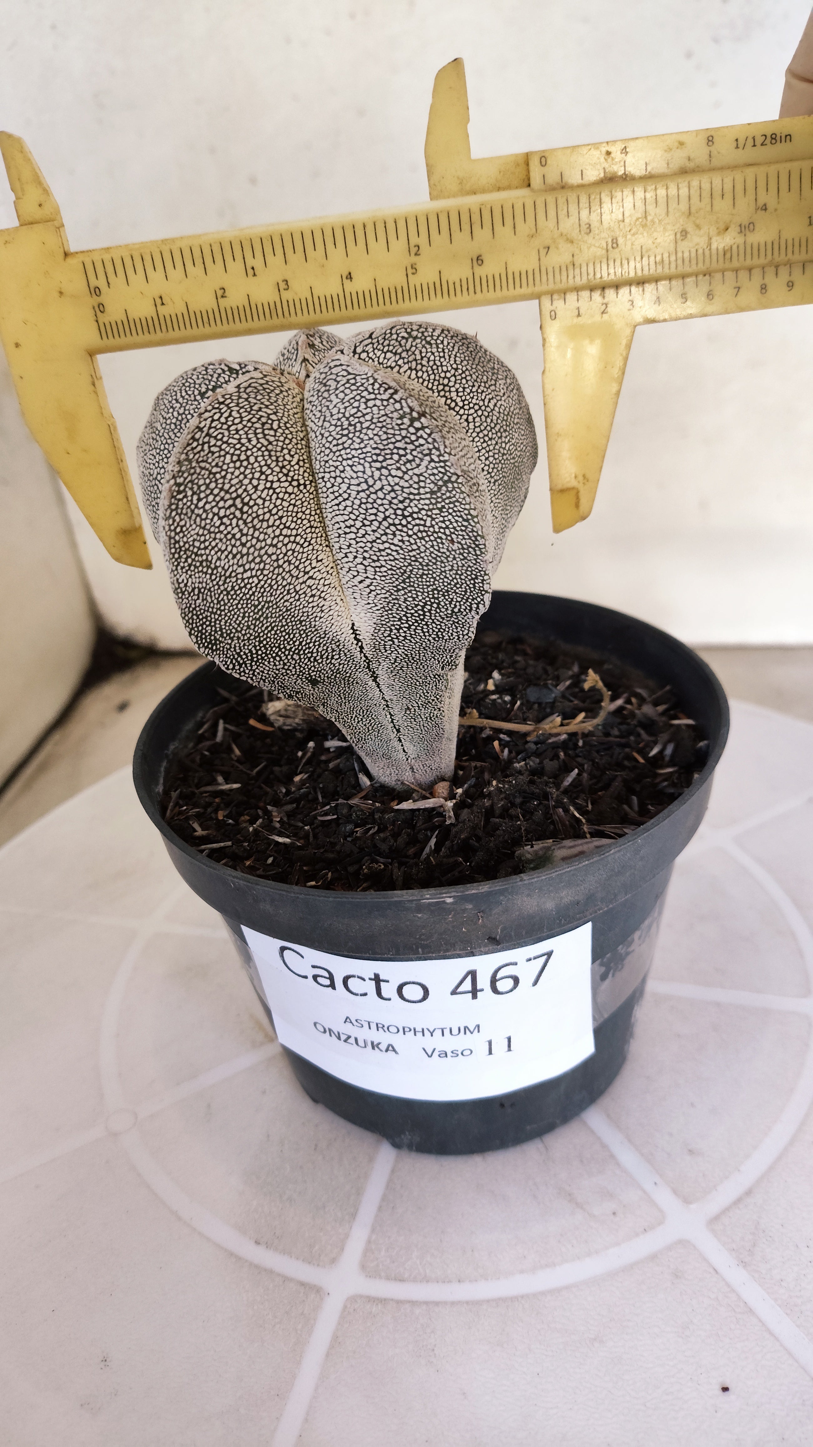 ASTROPHYTUM MYRIOSTIGMA Onzuka  Nº 467 – vaso 11
