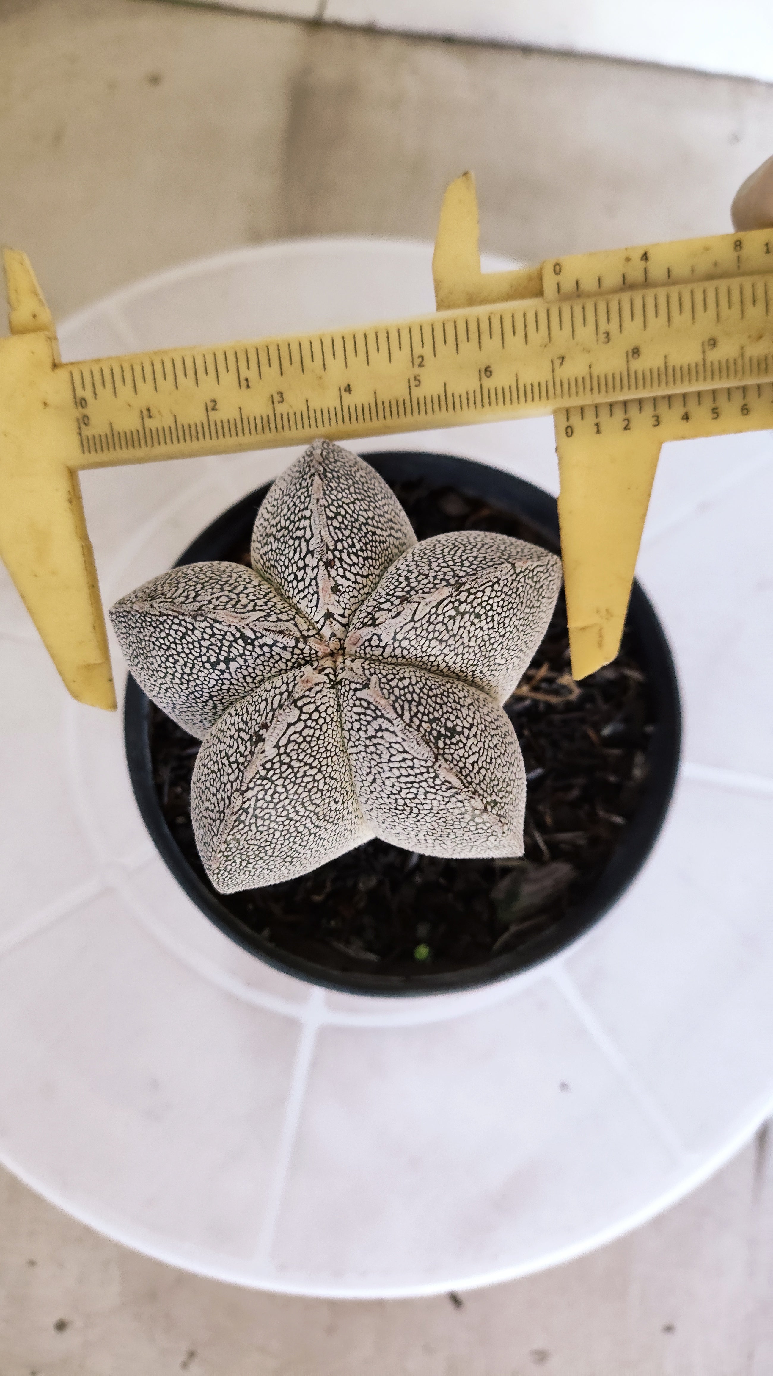 ASTROPHYTUM MYRIOSTIGMA Onzuka  Nº 467 – vaso 11