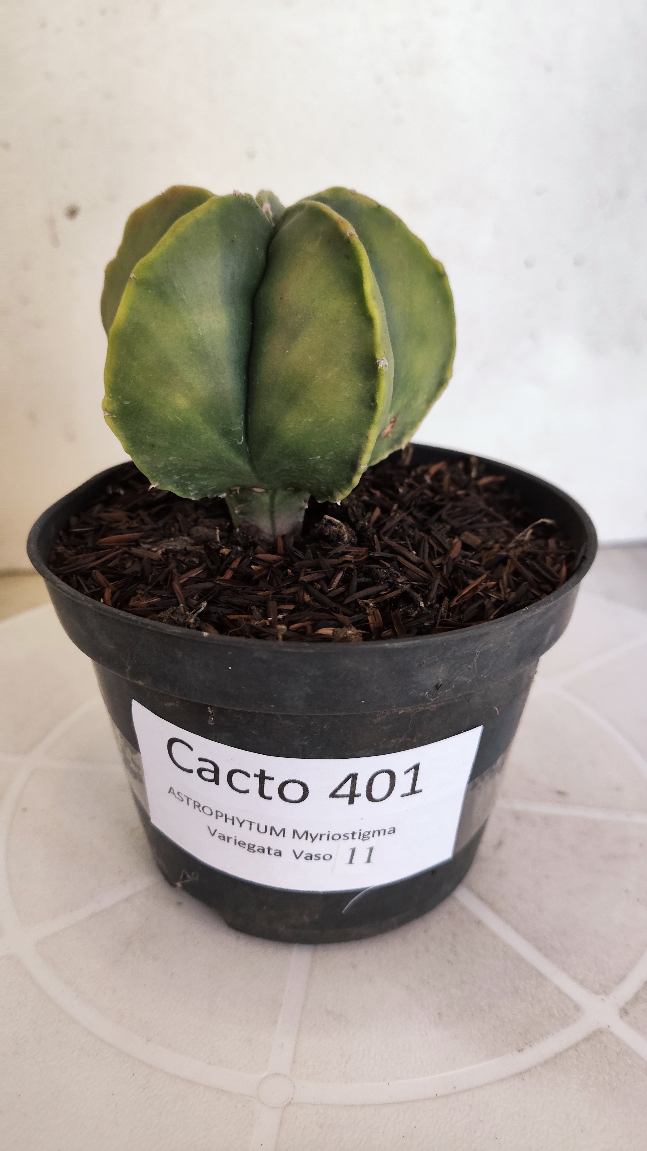 ASTROPHYTUM MYRIOSTIGMA "Variegata" Nº 401 – vaso 11