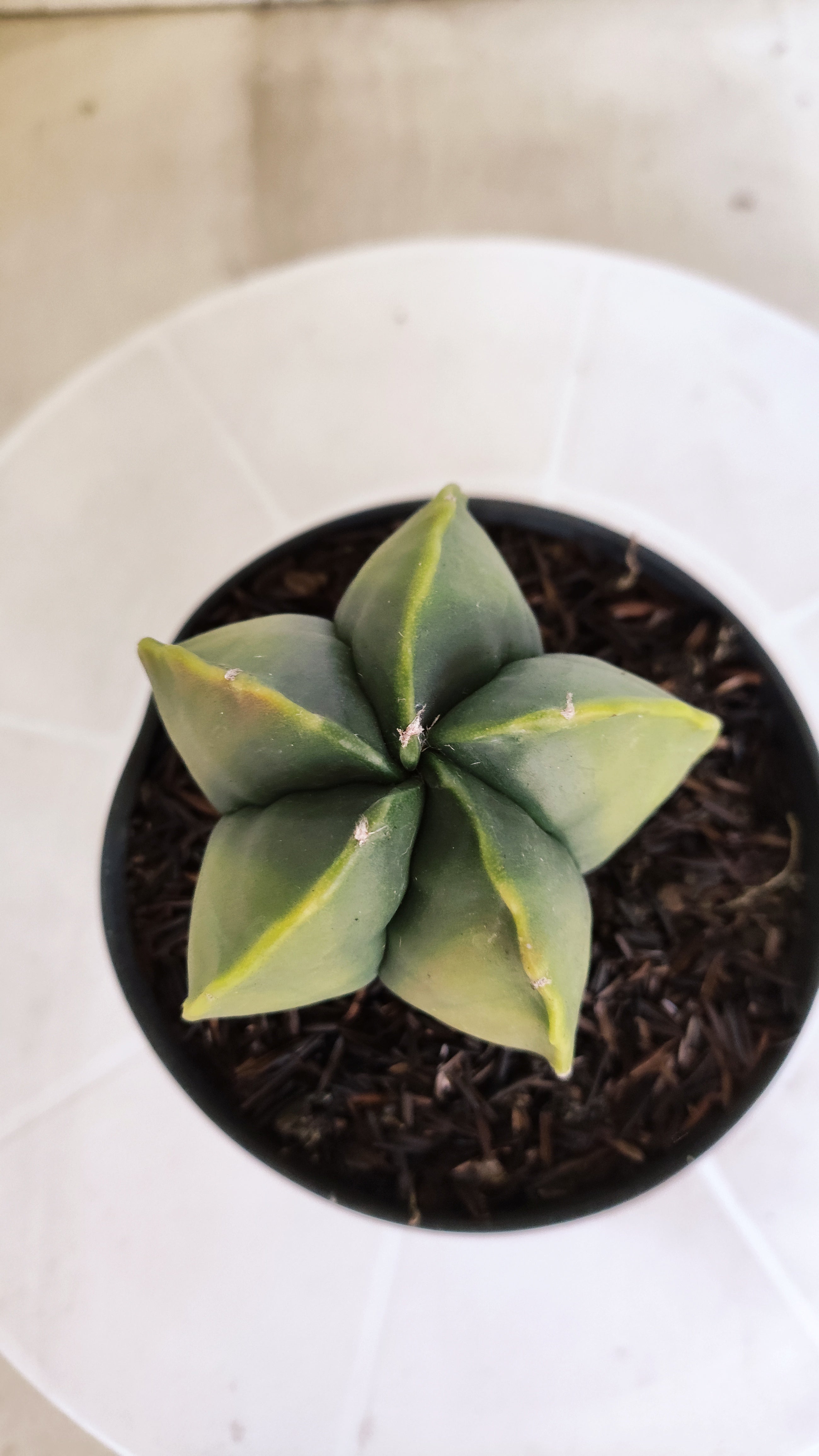 ASTROPHYTUM MYRIOSTIGMA "Variegata" Nº 401 – vaso 11