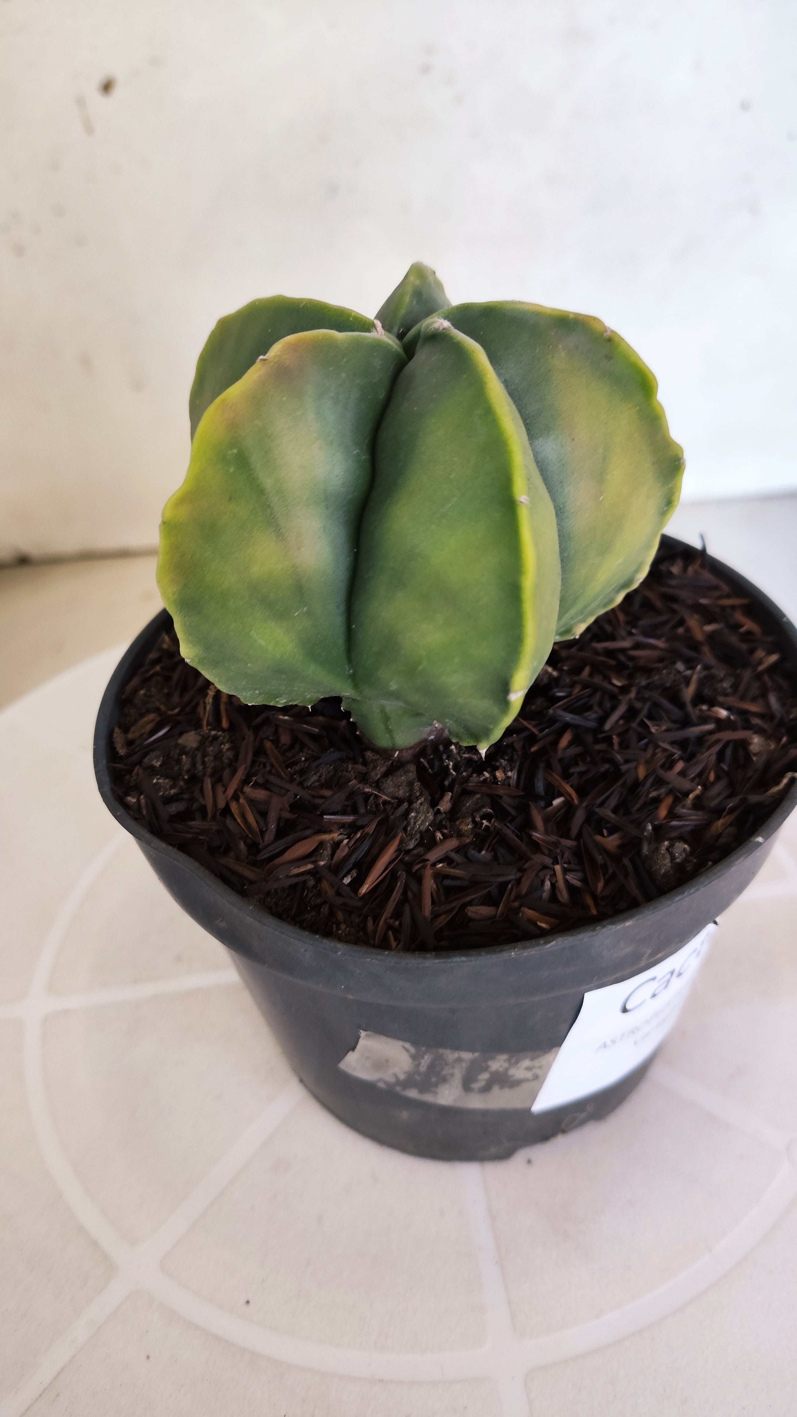 ASTROPHYTUM MYRIOSTIGMA "Variegata" Nº 401 – vaso 11