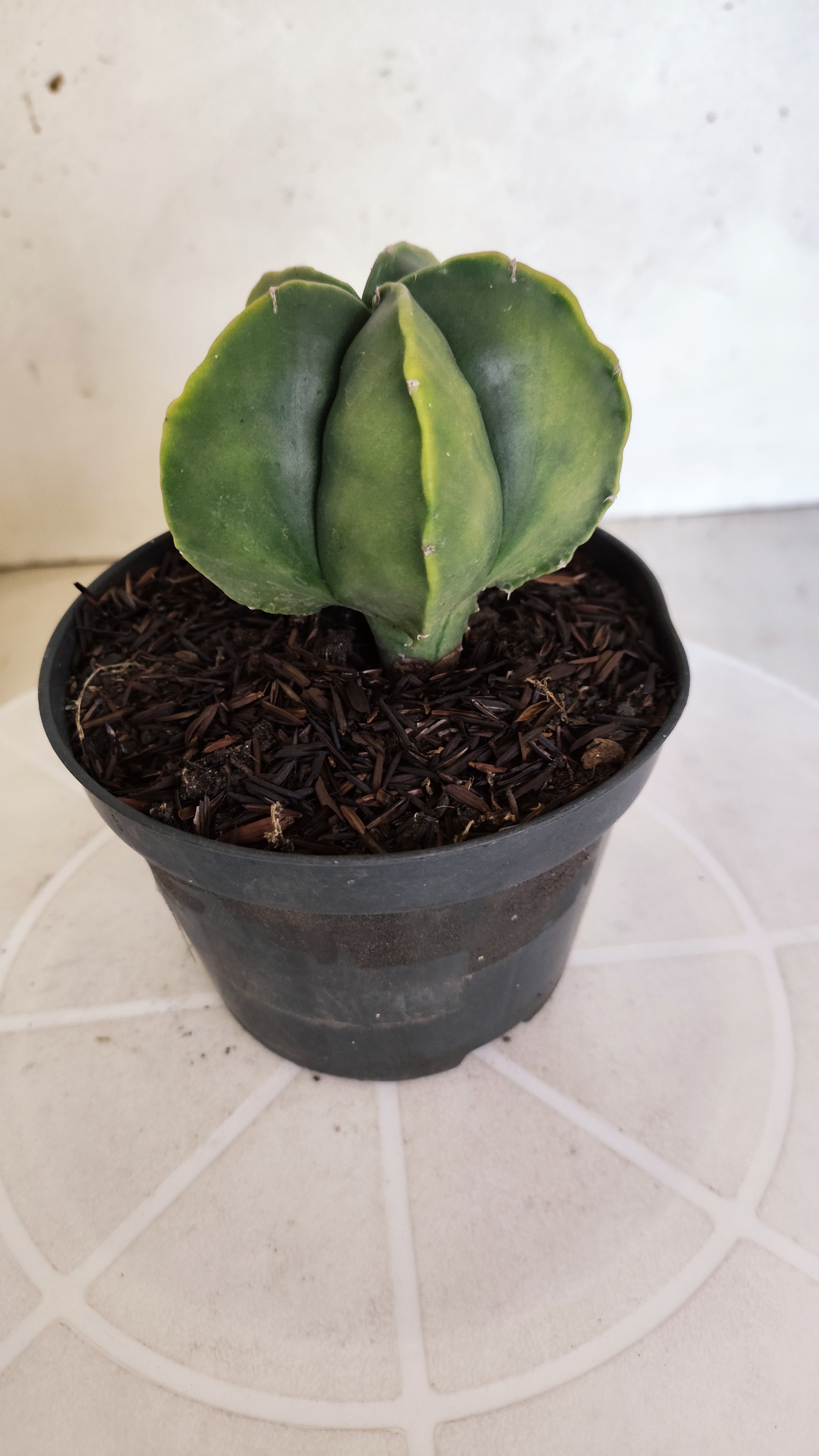 ASTROPHYTUM MYRIOSTIGMA "Variegata" Nº 401 – vaso 11