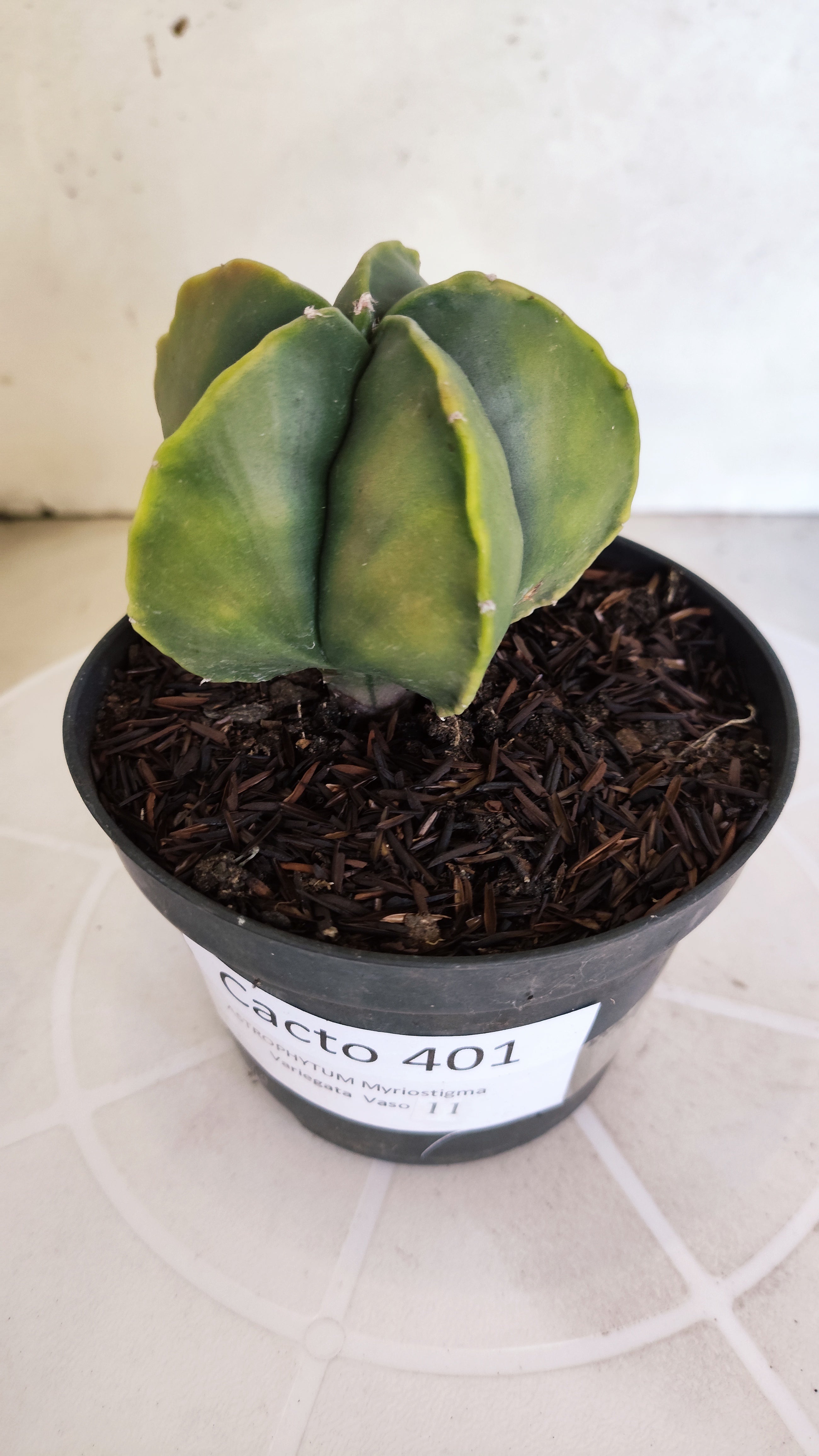 ASTROPHYTUM MYRIOSTIGMA "Variegata" Nº 401 – vaso 11