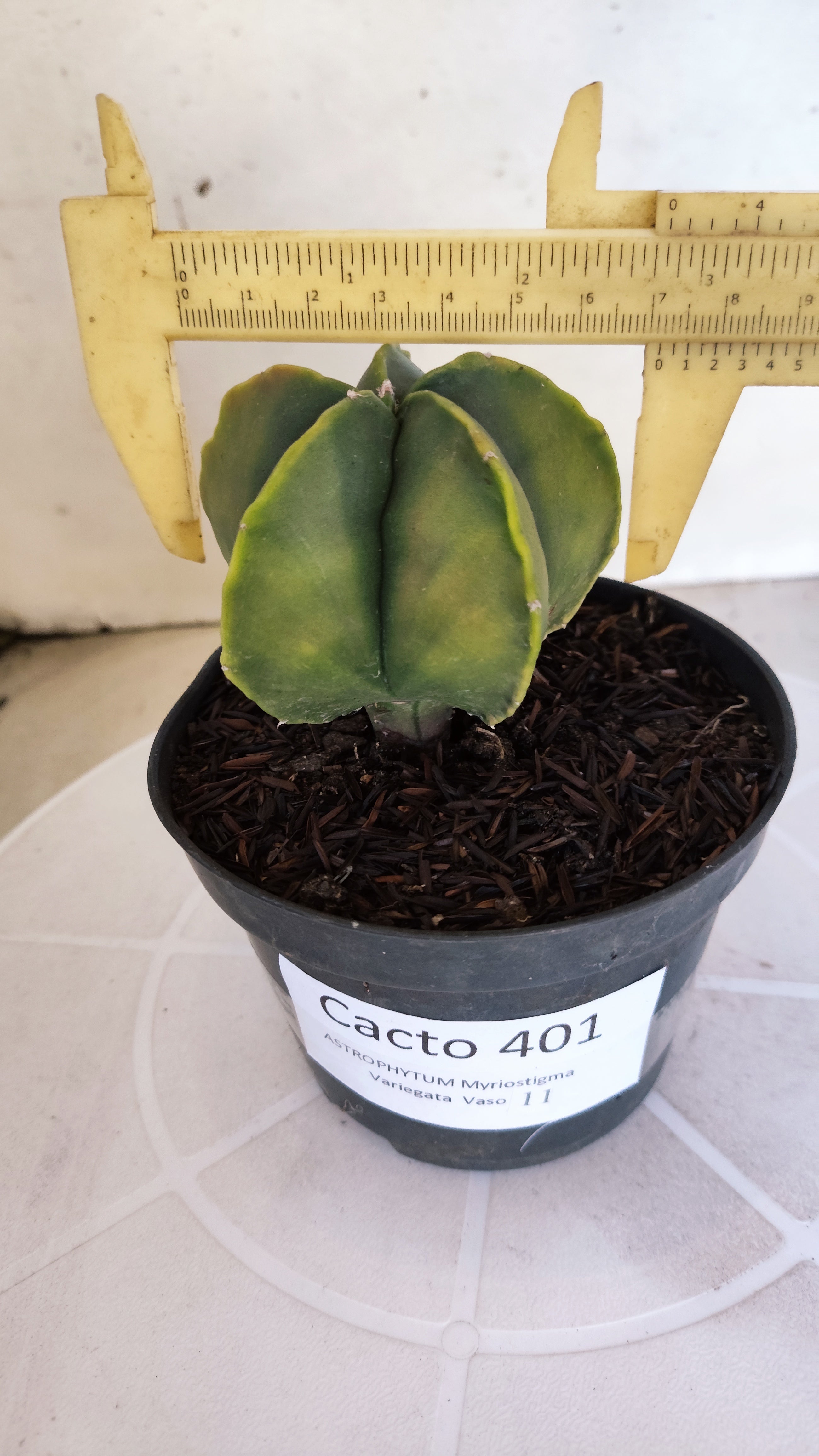 ASTROPHYTUM MYRIOSTIGMA "Variegata" Nº 401 – vaso 11