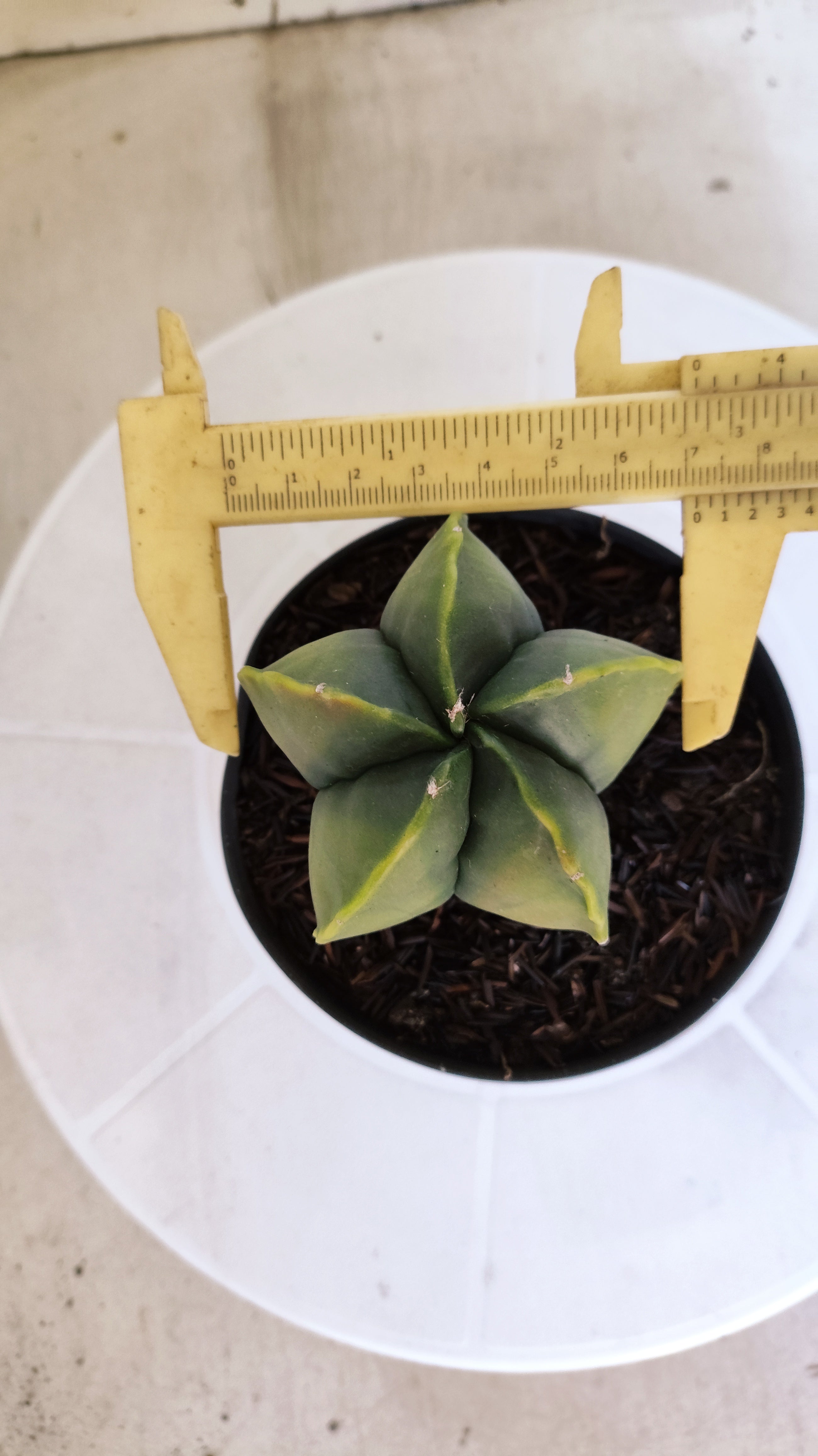 ASTROPHYTUM MYRIOSTIGMA "Variegata" Nº 401 – vaso 11