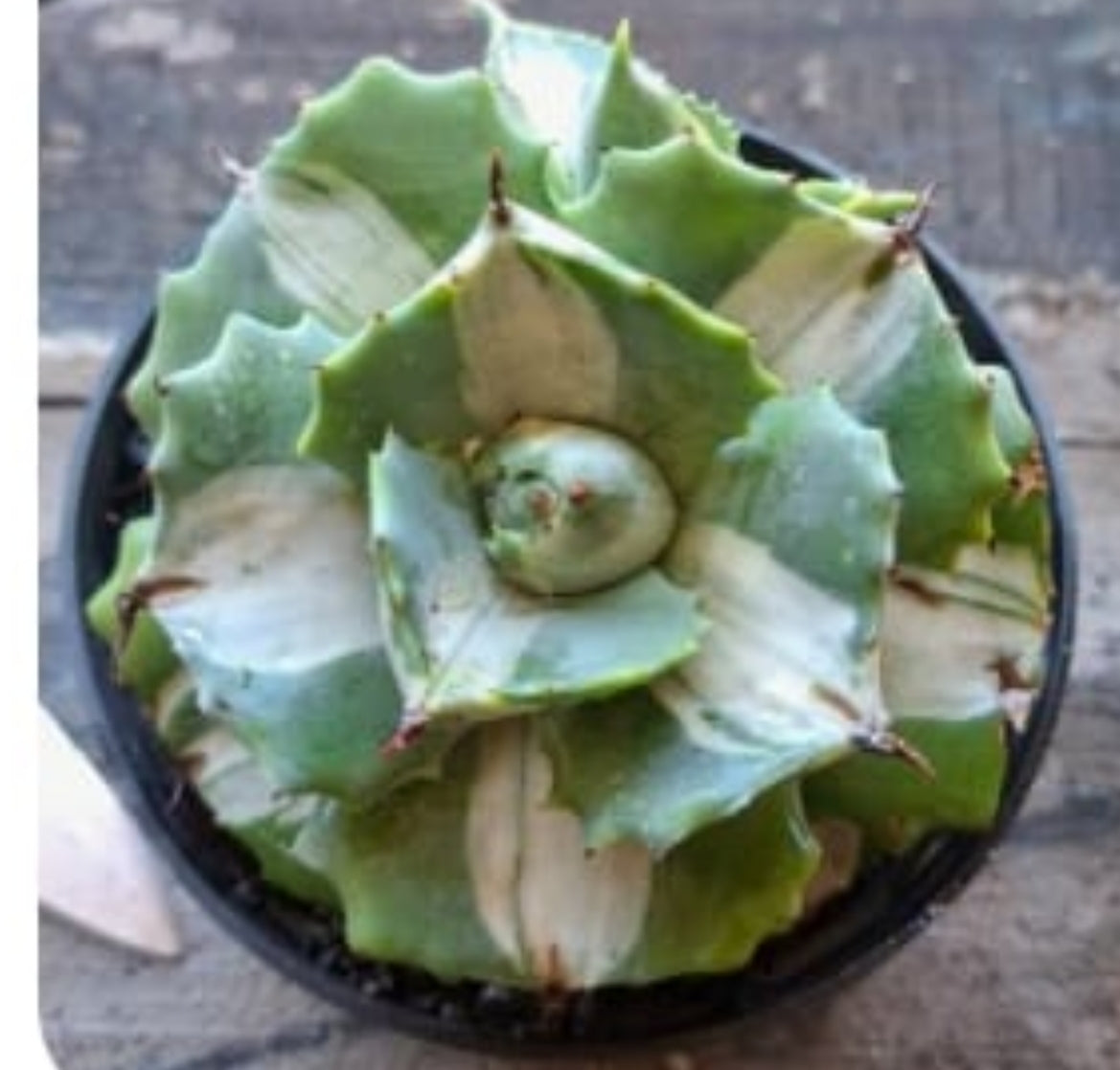Suculenta AGAVE ISTHMENSIS 'OHI RAIJIN' VARIEGATA  Nº 20 - vaso 15