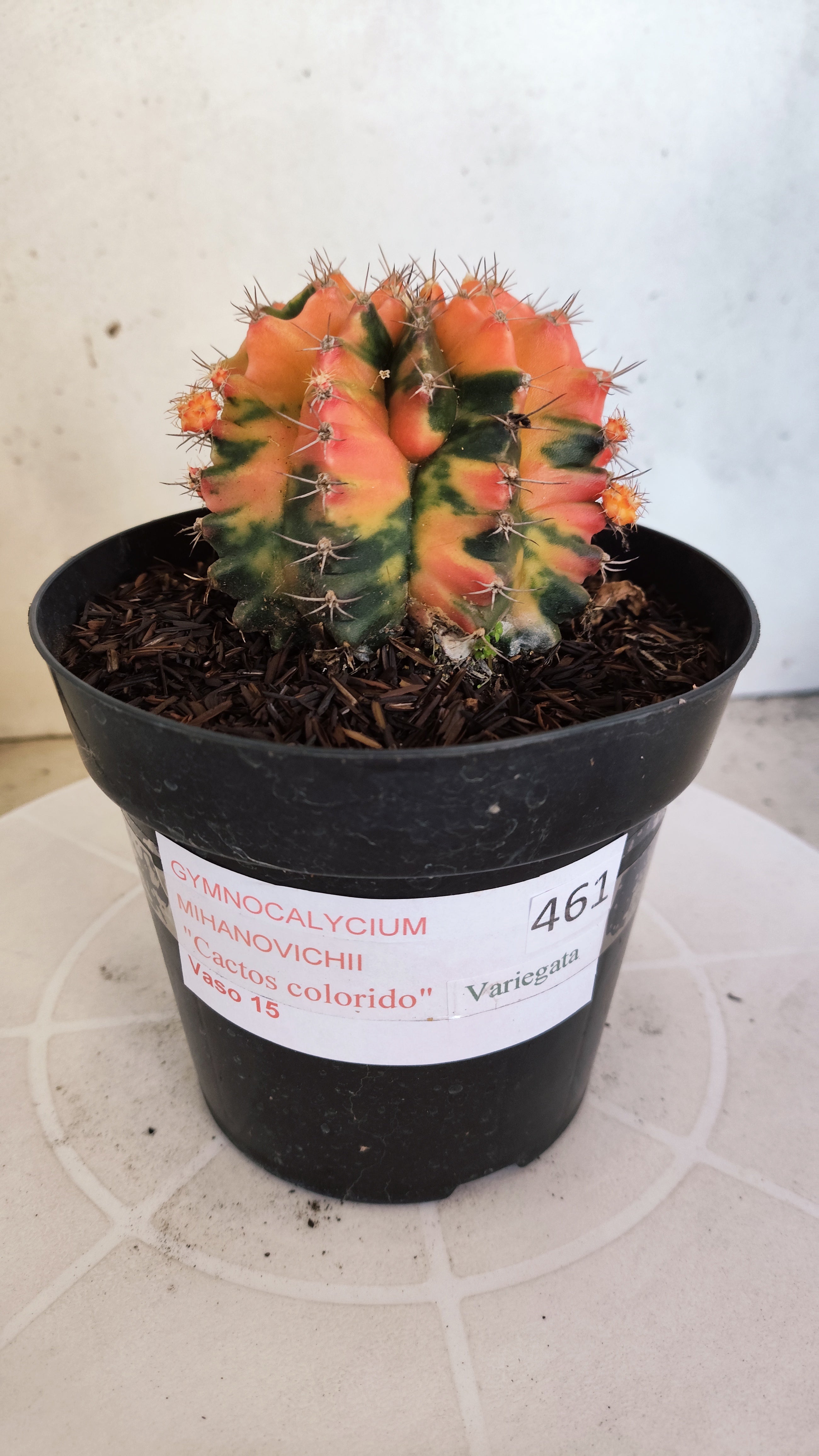 GYMNOCALYCIUM Mihanovichii "Variegata" Nº 461 – vaso 15
