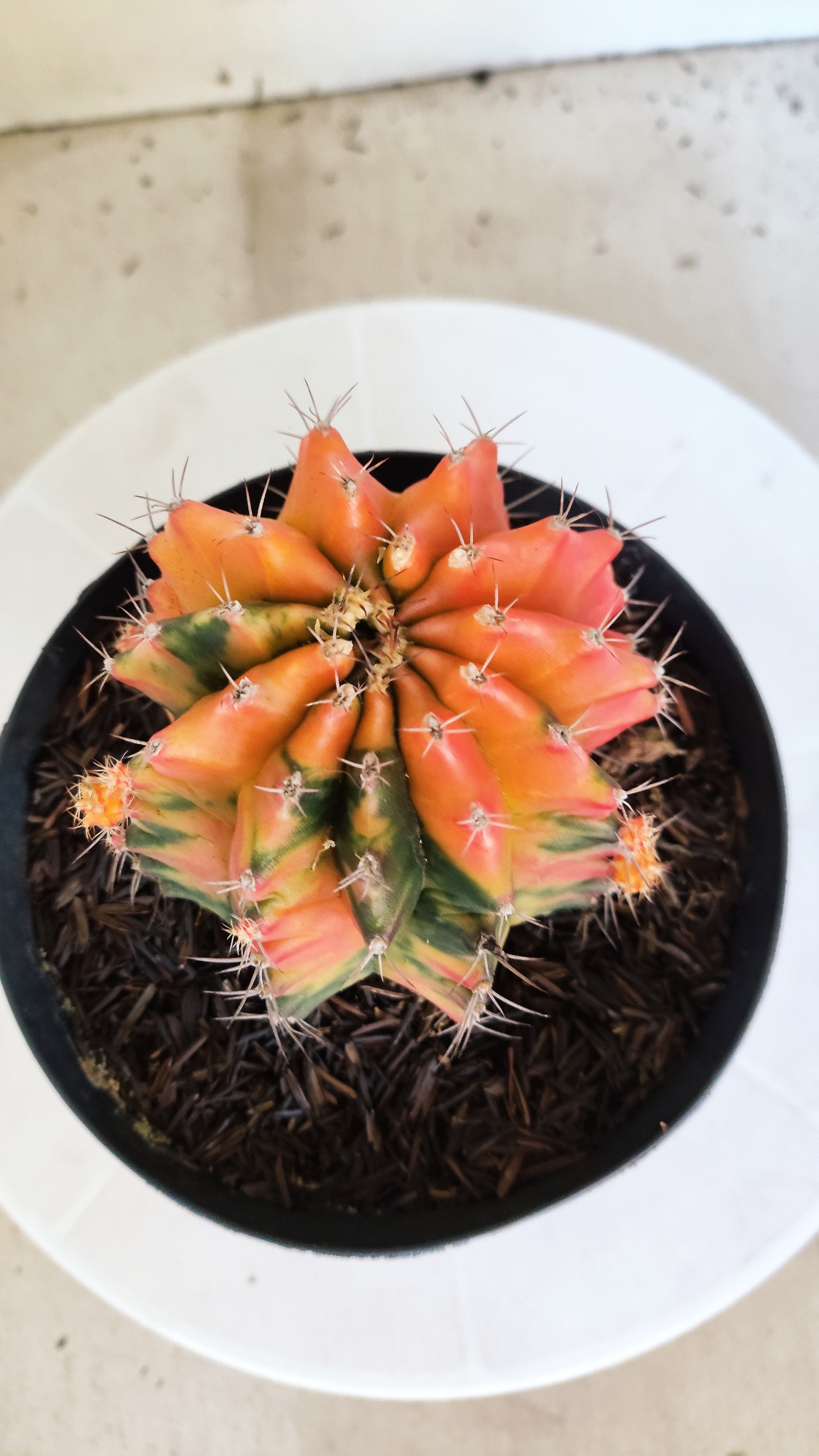 GYMNOCALYCIUM Mihanovichii "Variegata" Nº 461 – vaso 15