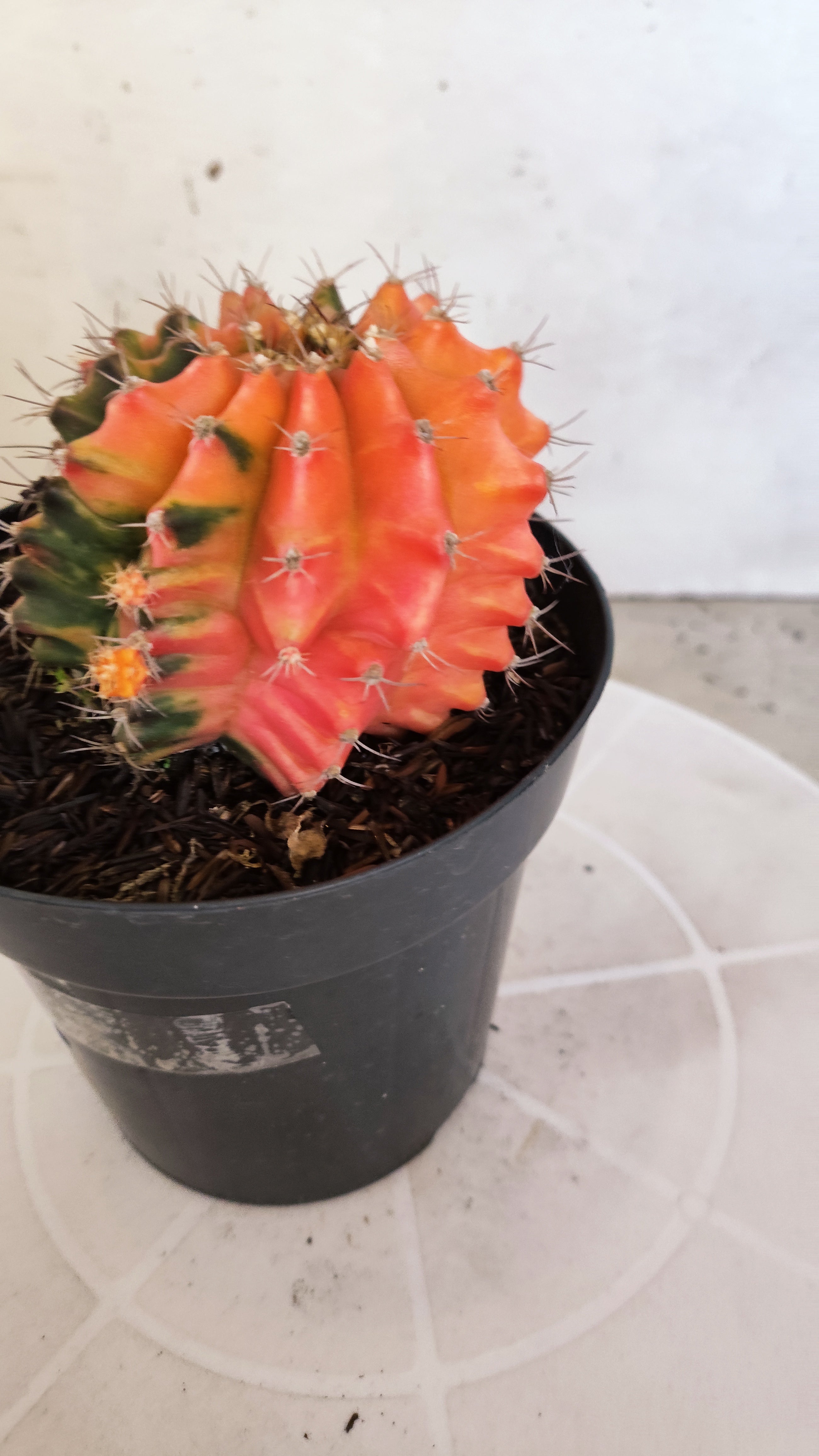 GYMNOCALYCIUM Mihanovichii "Variegata" Nº 461 – vaso 15