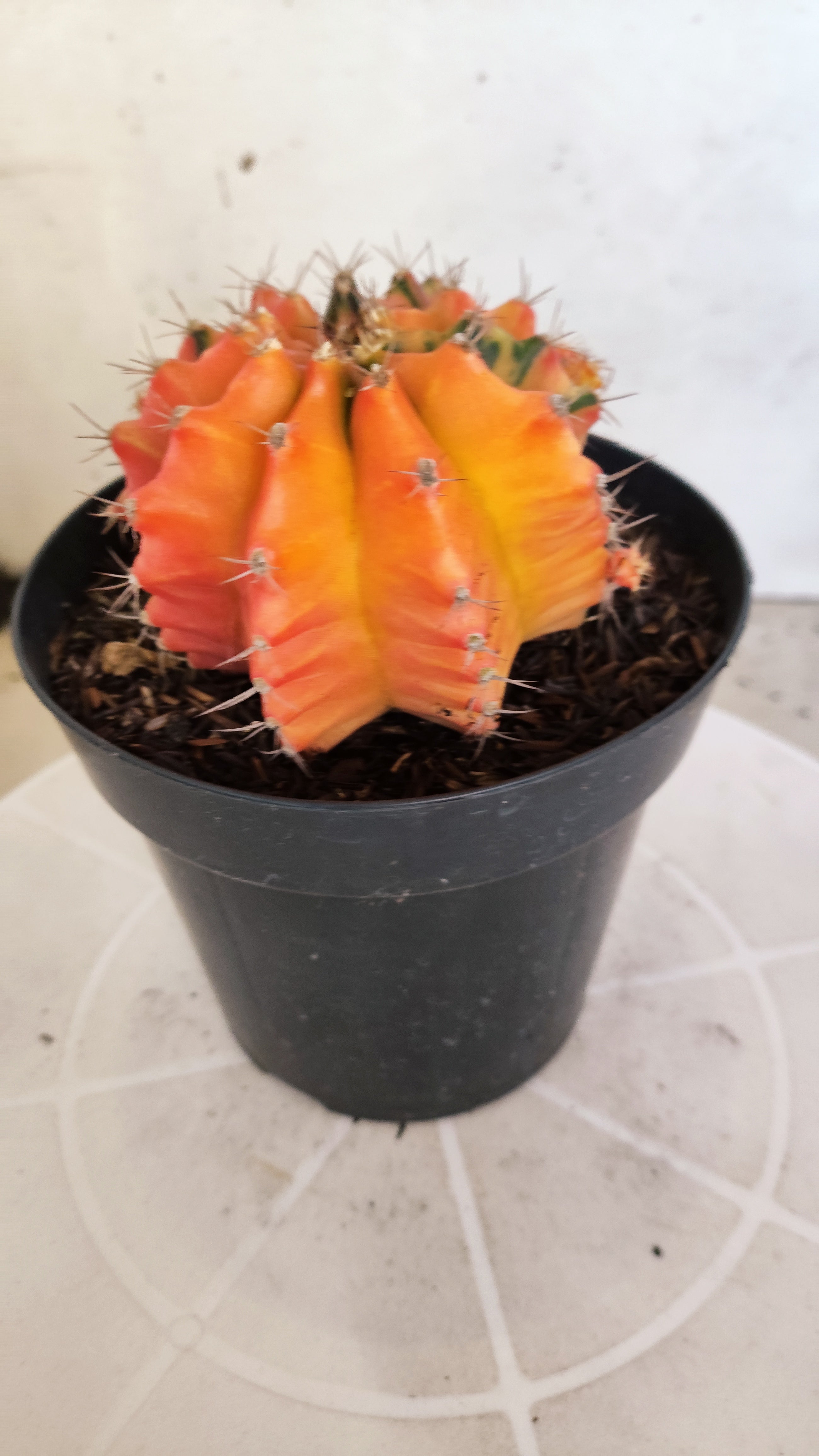 GYMNOCALYCIUM Mihanovichii "Variegata" Nº 461 – vaso 15