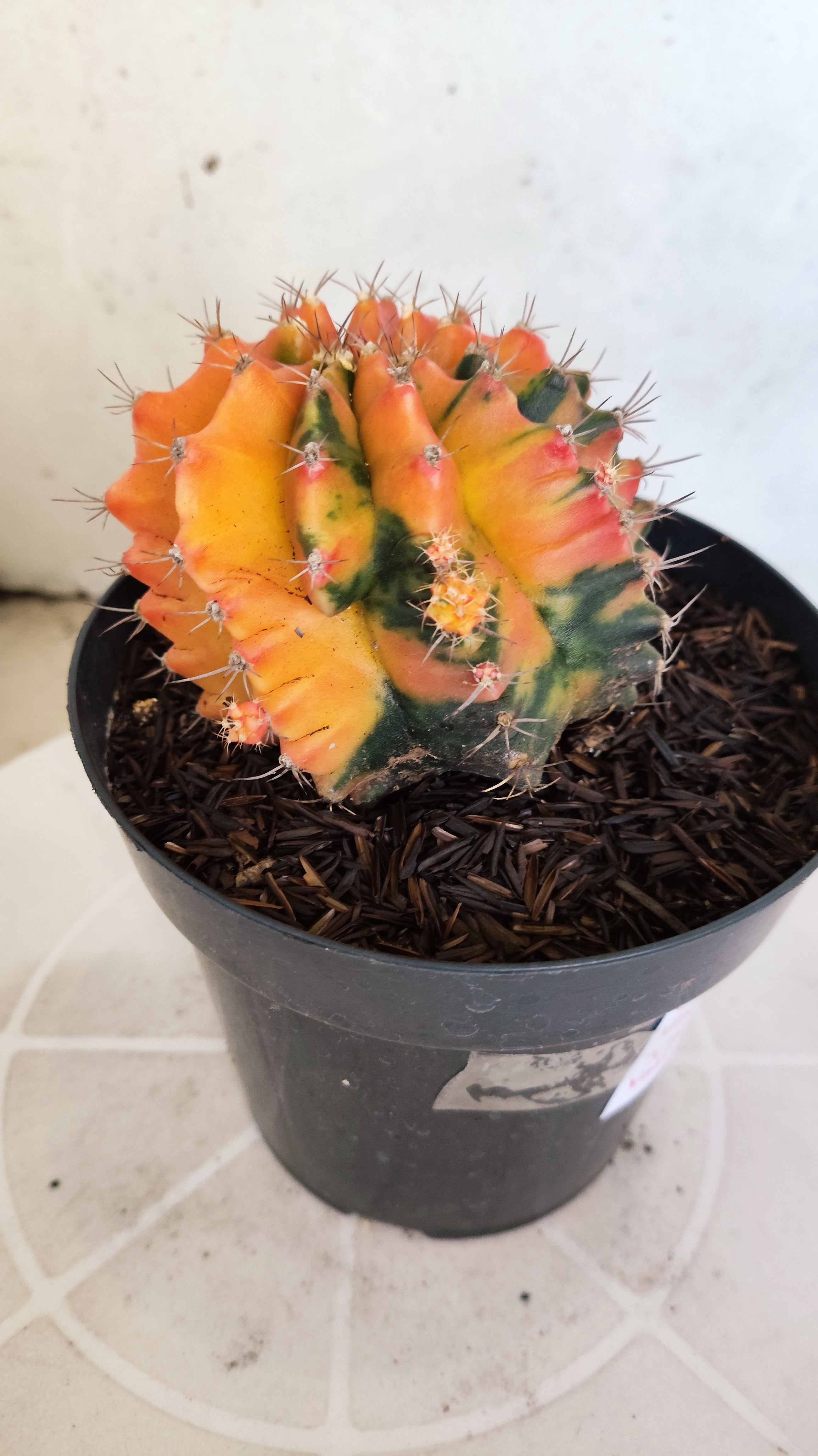 GYMNOCALYCIUM Mihanovichii "Variegata" Nº 461 – vaso 15
