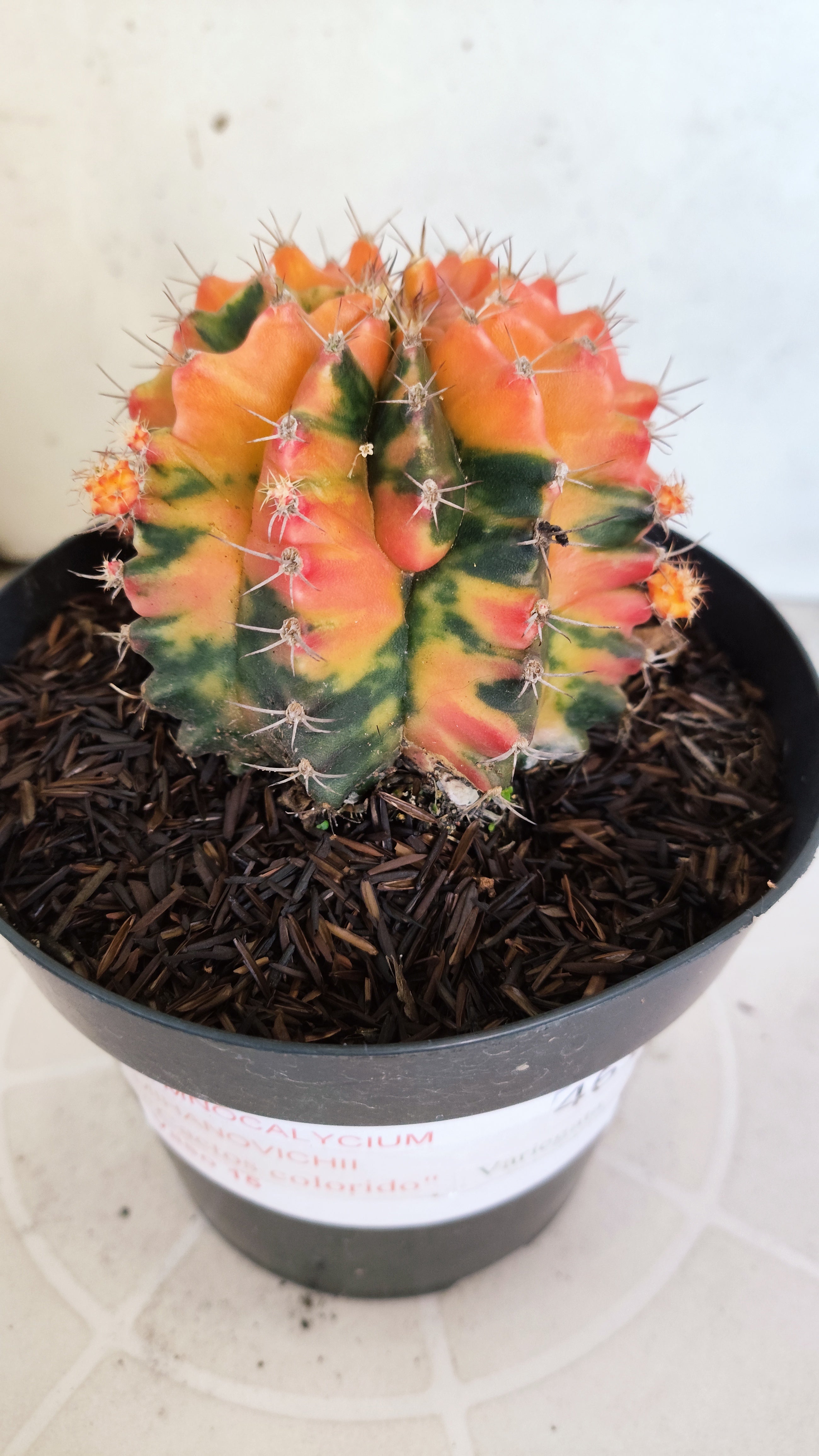 GYMNOCALYCIUM Mihanovichii "Variegata" Nº 461 – vaso 15
