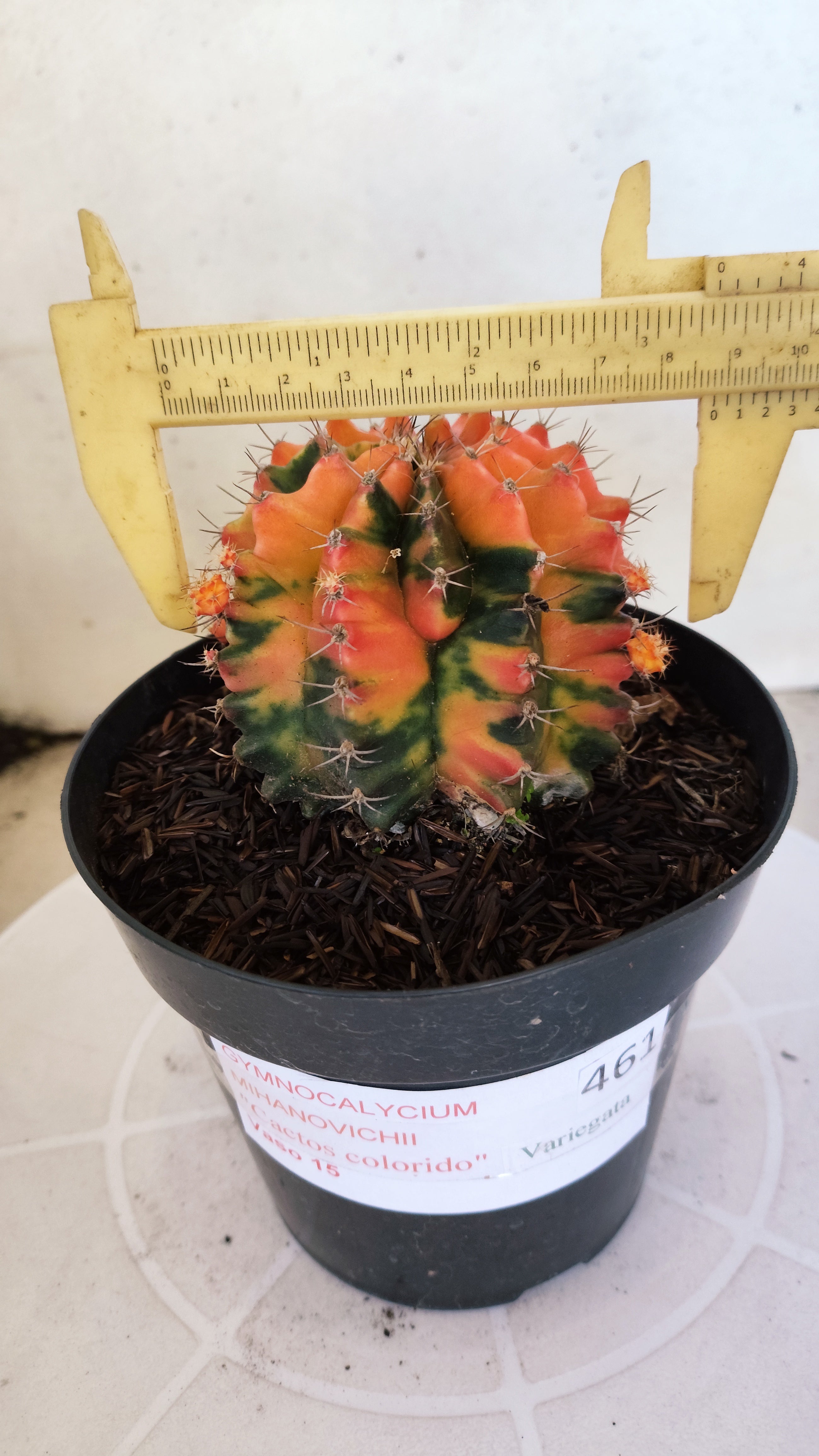 GYMNOCALYCIUM Mihanovichii "Variegata" Nº 461 – vaso 15
