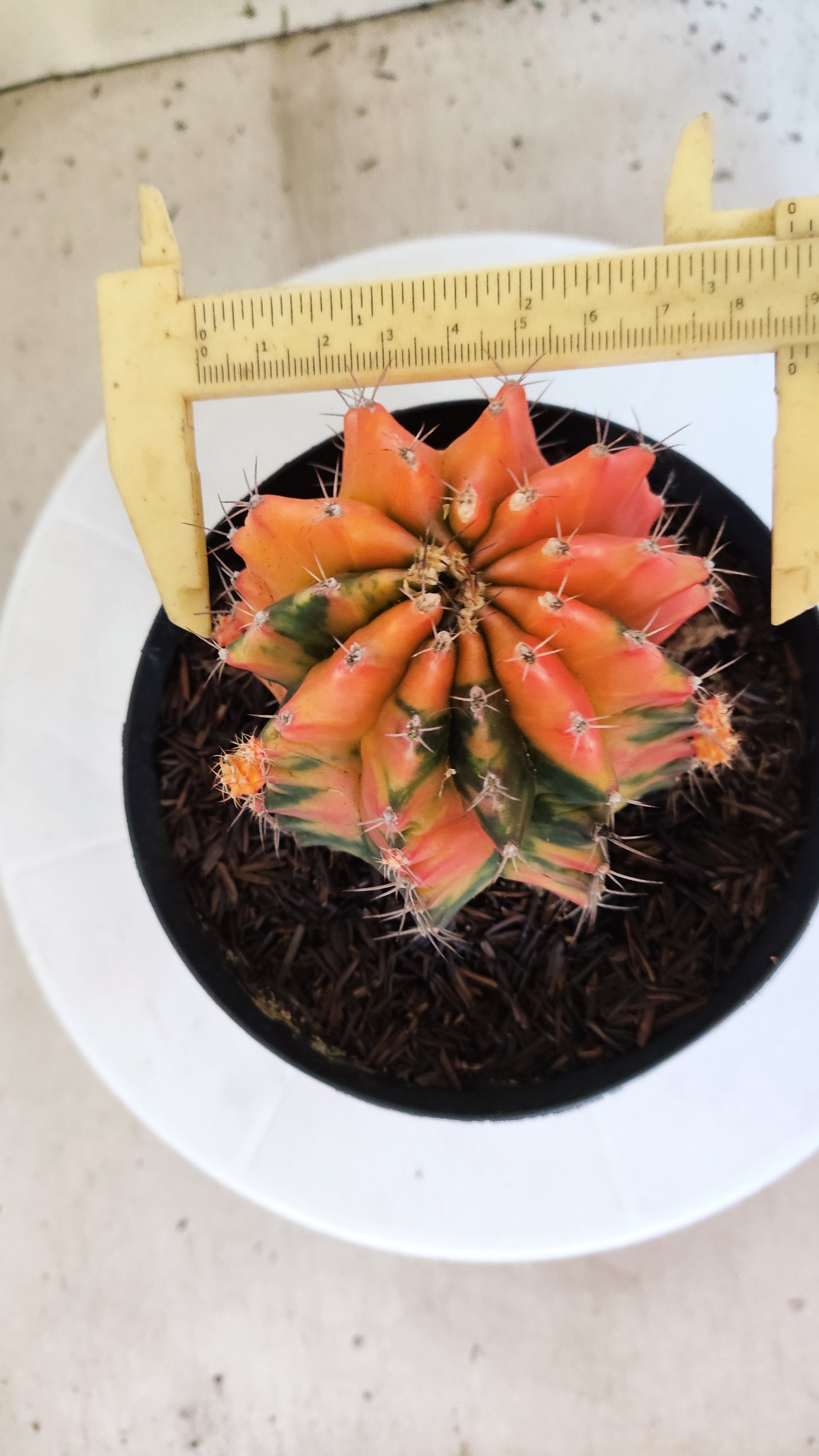 GYMNOCALYCIUM Mihanovichii "Variegata" Nº 461 – vaso 15
