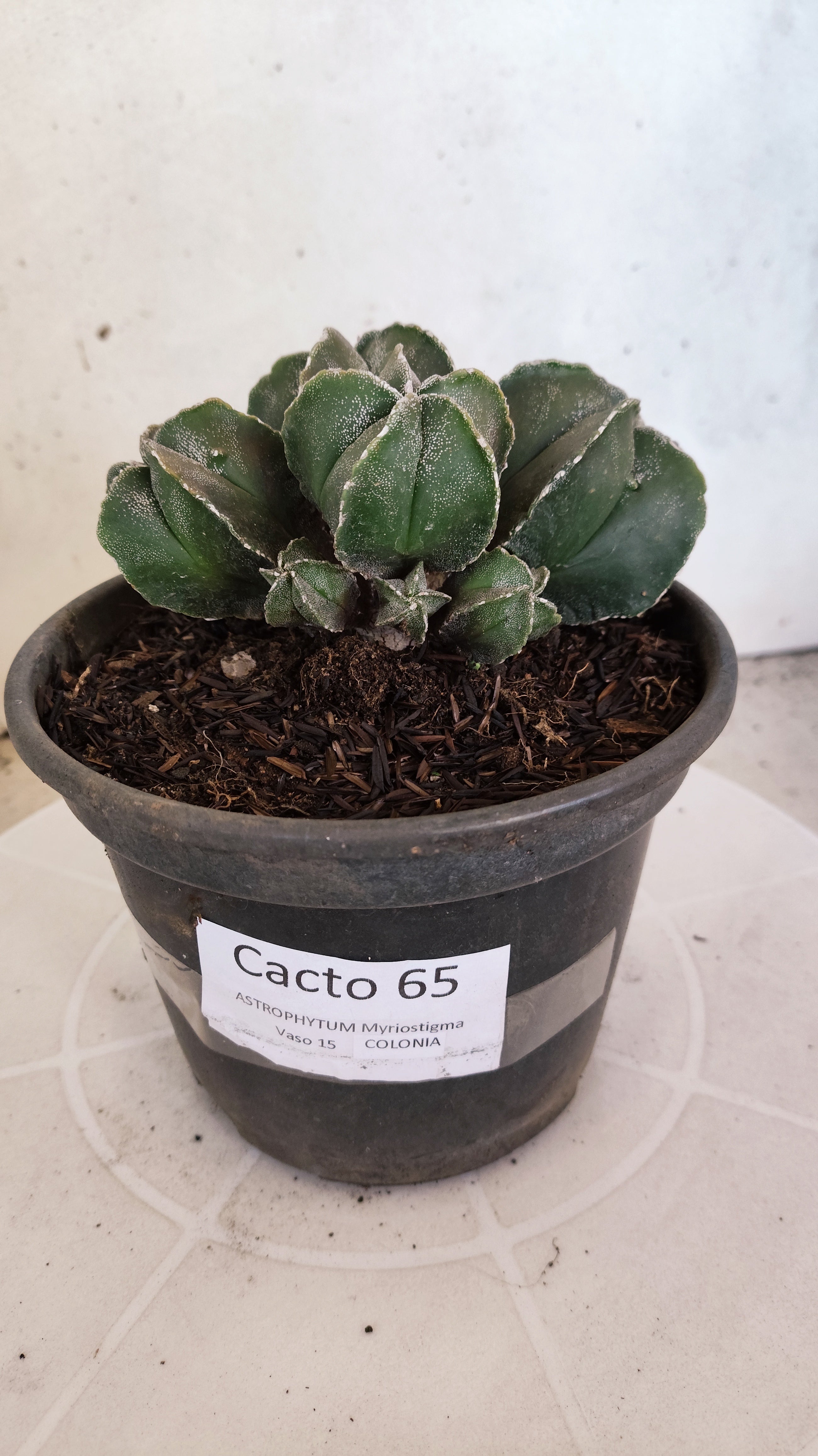 ASTROPHYTUM MYRIOSTIGMA "Colônia" Nº 65 – vaso 15