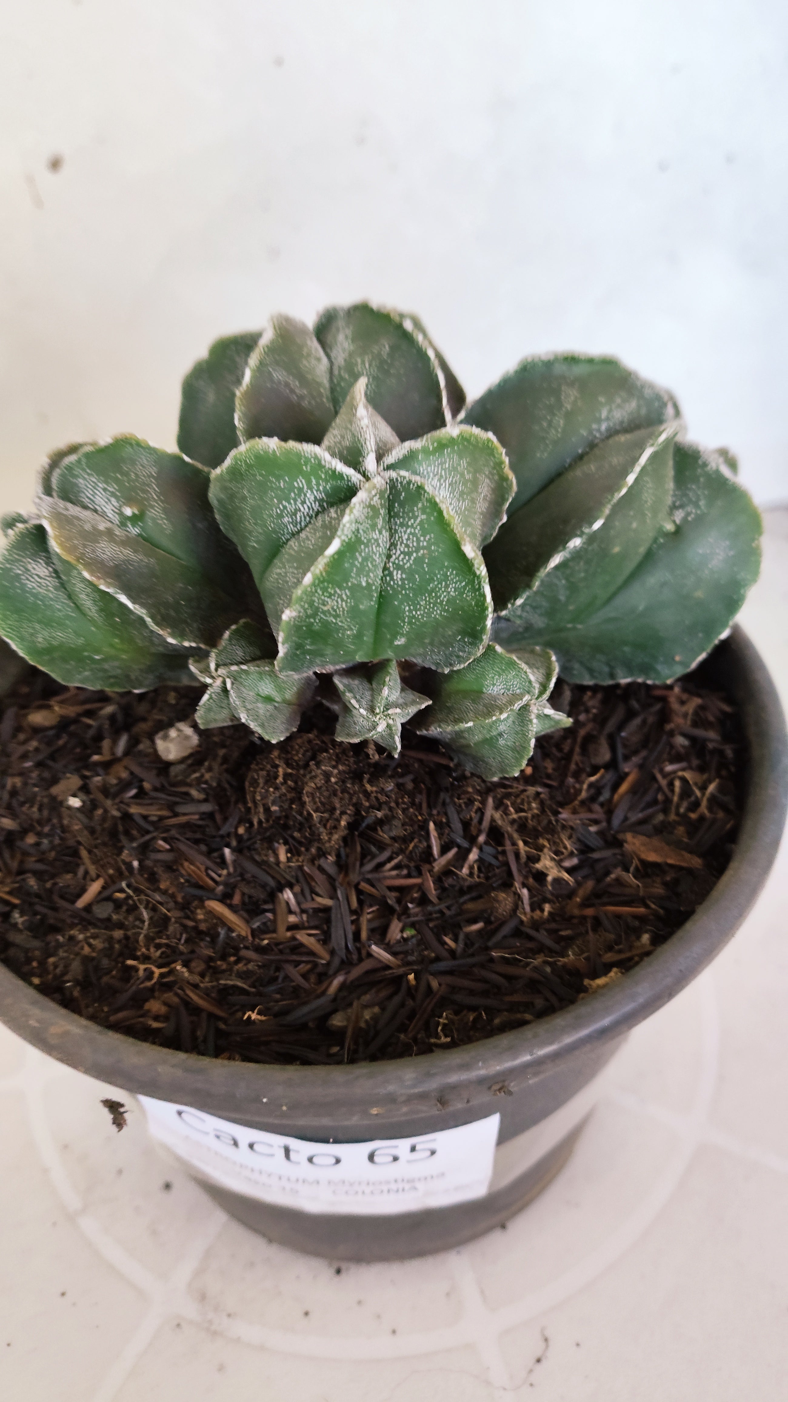 ASTROPHYTUM MYRIOSTIGMA "Colônia" Nº 65 – vaso 15