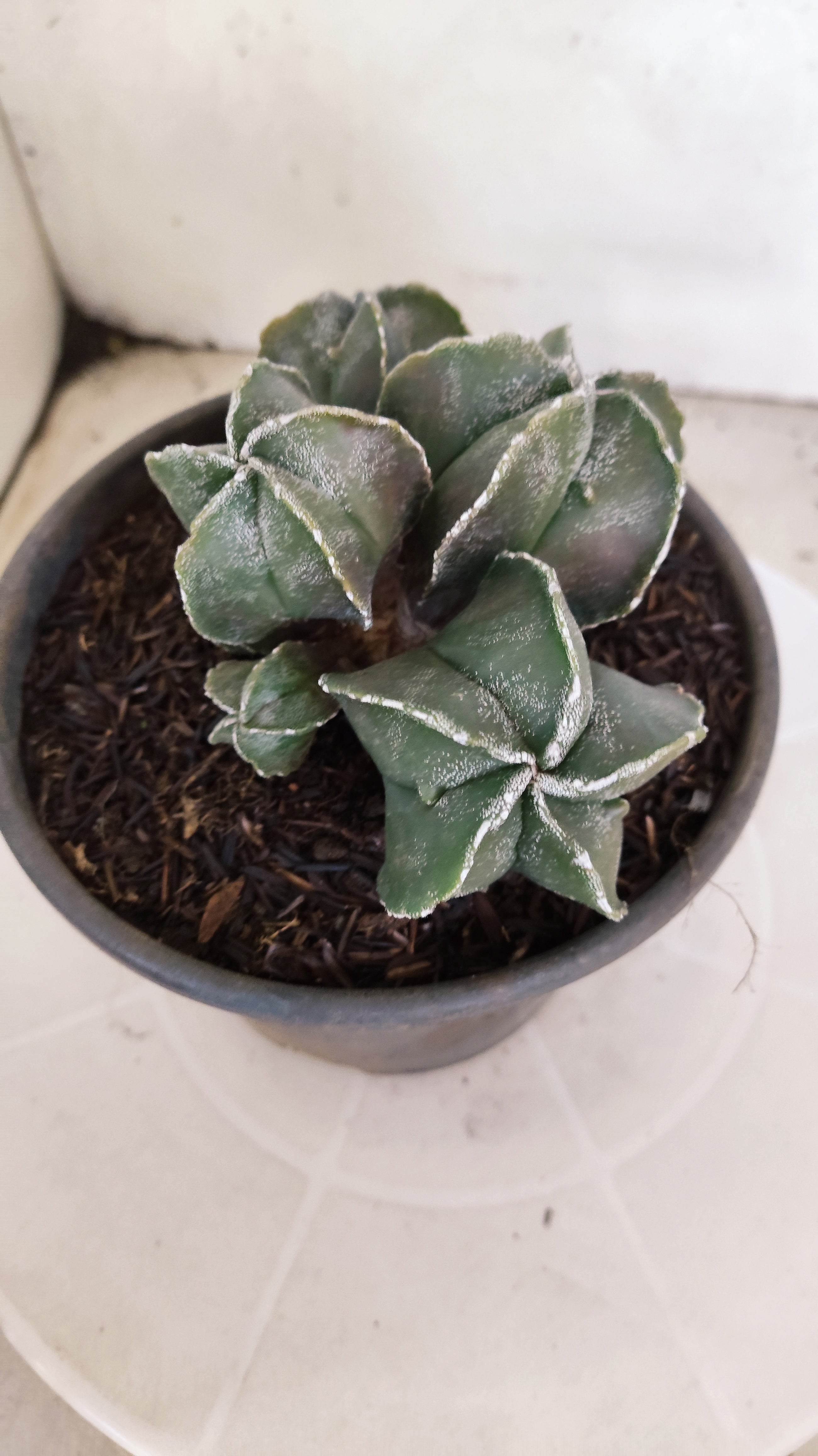 ASTROPHYTUM MYRIOSTIGMA "Colônia" Nº 65 – vaso 15