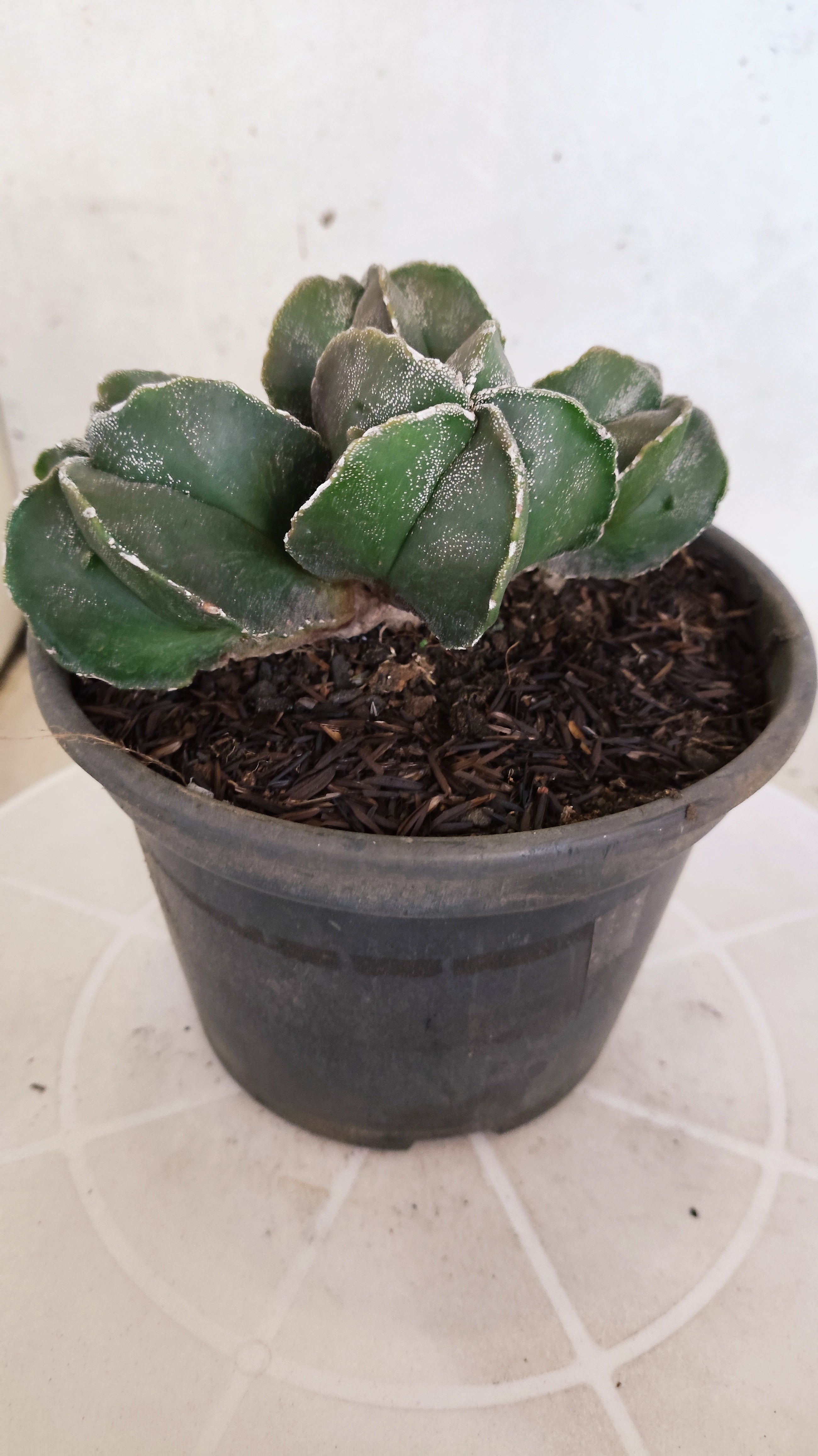 ASTROPHYTUM MYRIOSTIGMA "Colônia" Nº 65 – vaso 15