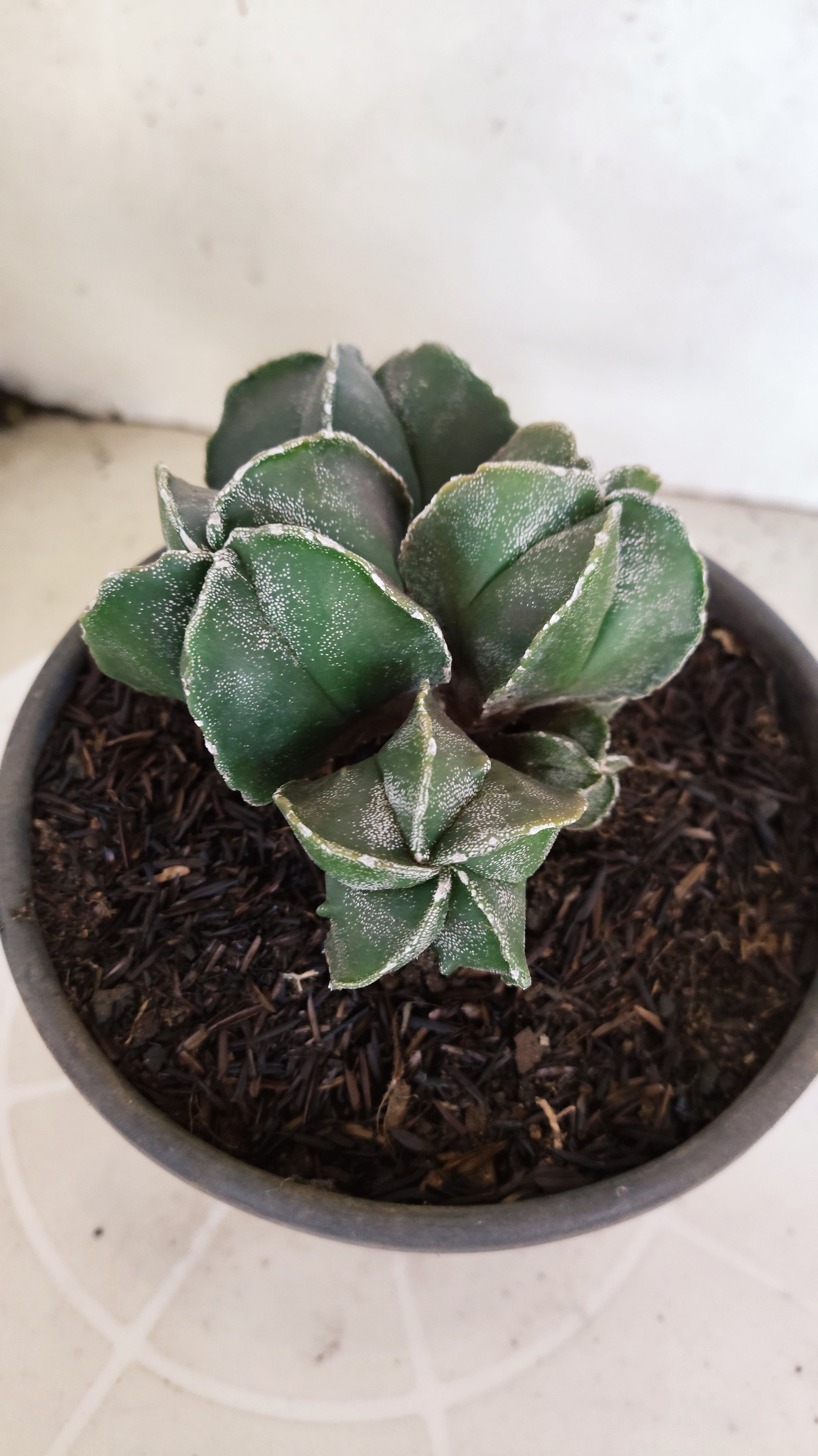 ASTROPHYTUM MYRIOSTIGMA "Colônia" Nº 65 – vaso 15