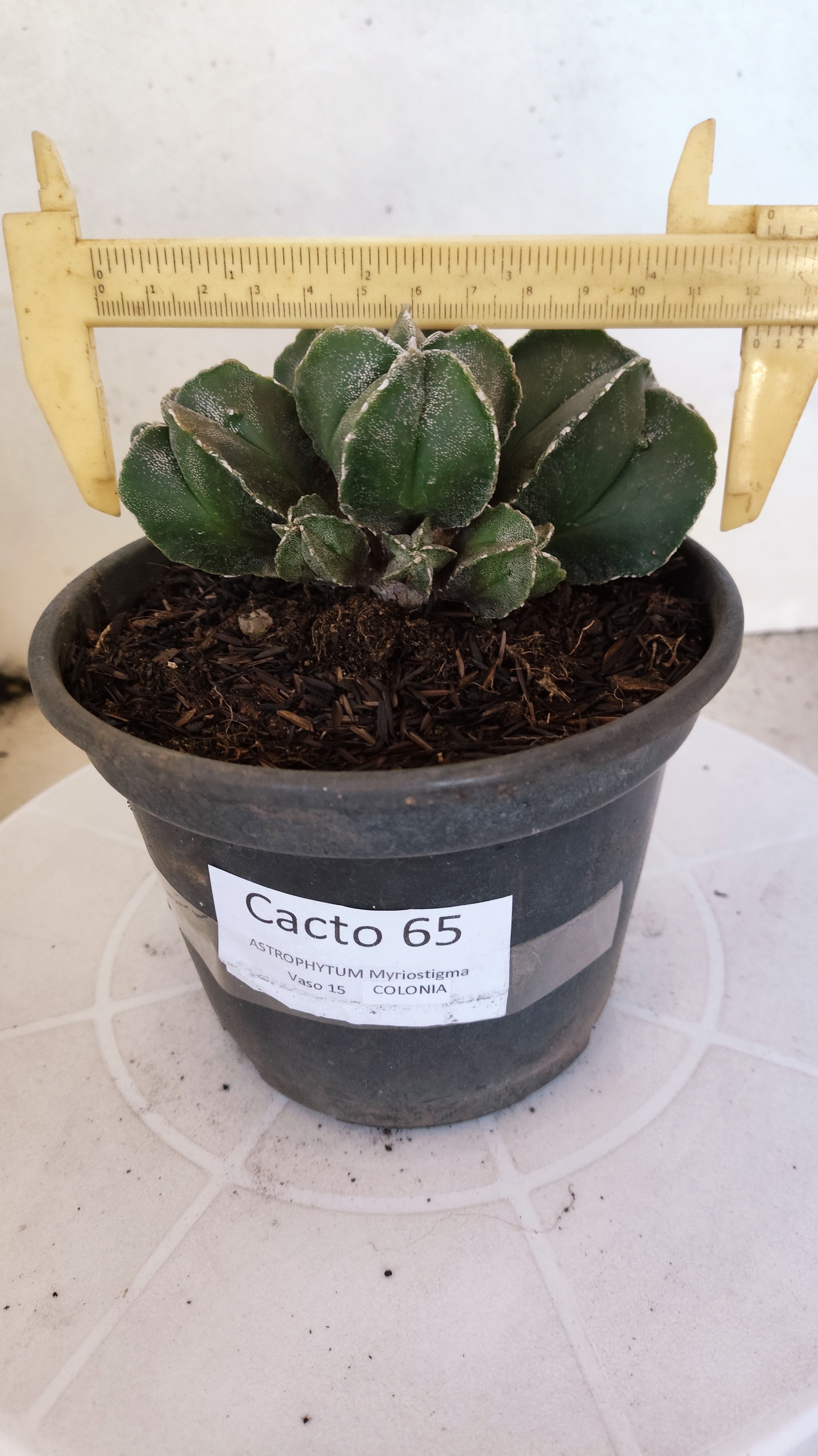 ASTROPHYTUM MYRIOSTIGMA "Colônia" Nº 65 – vaso 15