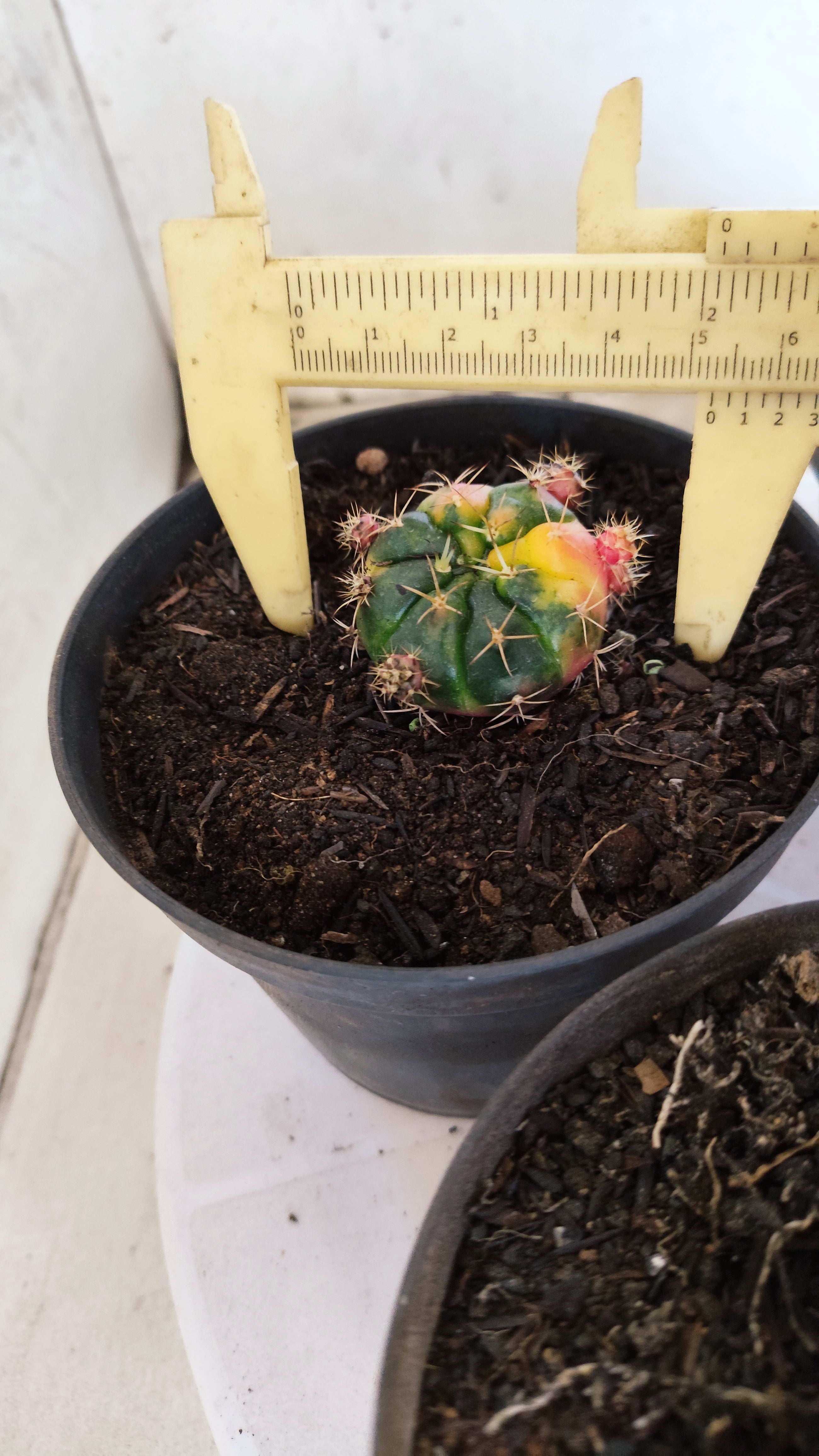 GYMNOCALYCIUM DAMSII Variegata Nº 625 – vaso 11