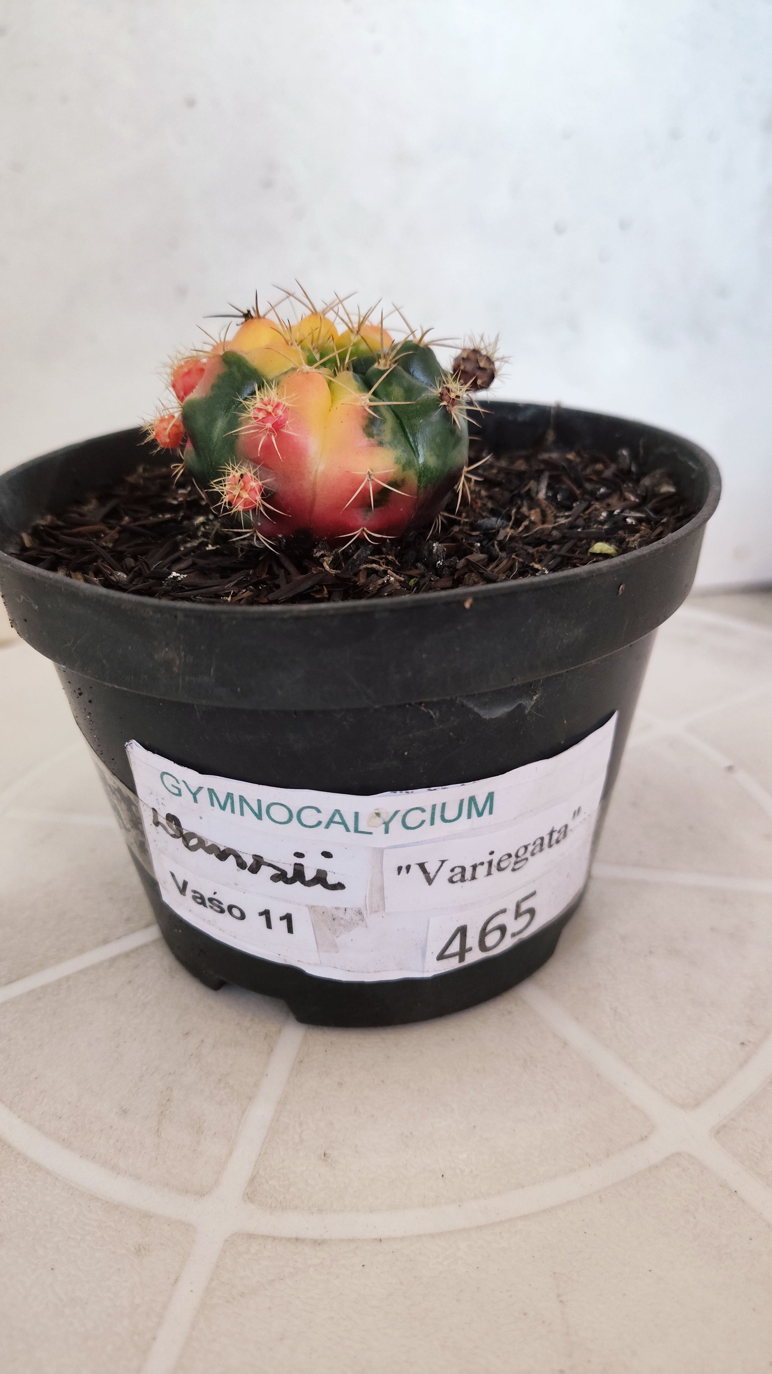GYMNOCALYCIUM DAMSII Variegata Nº 465 – vaso 11