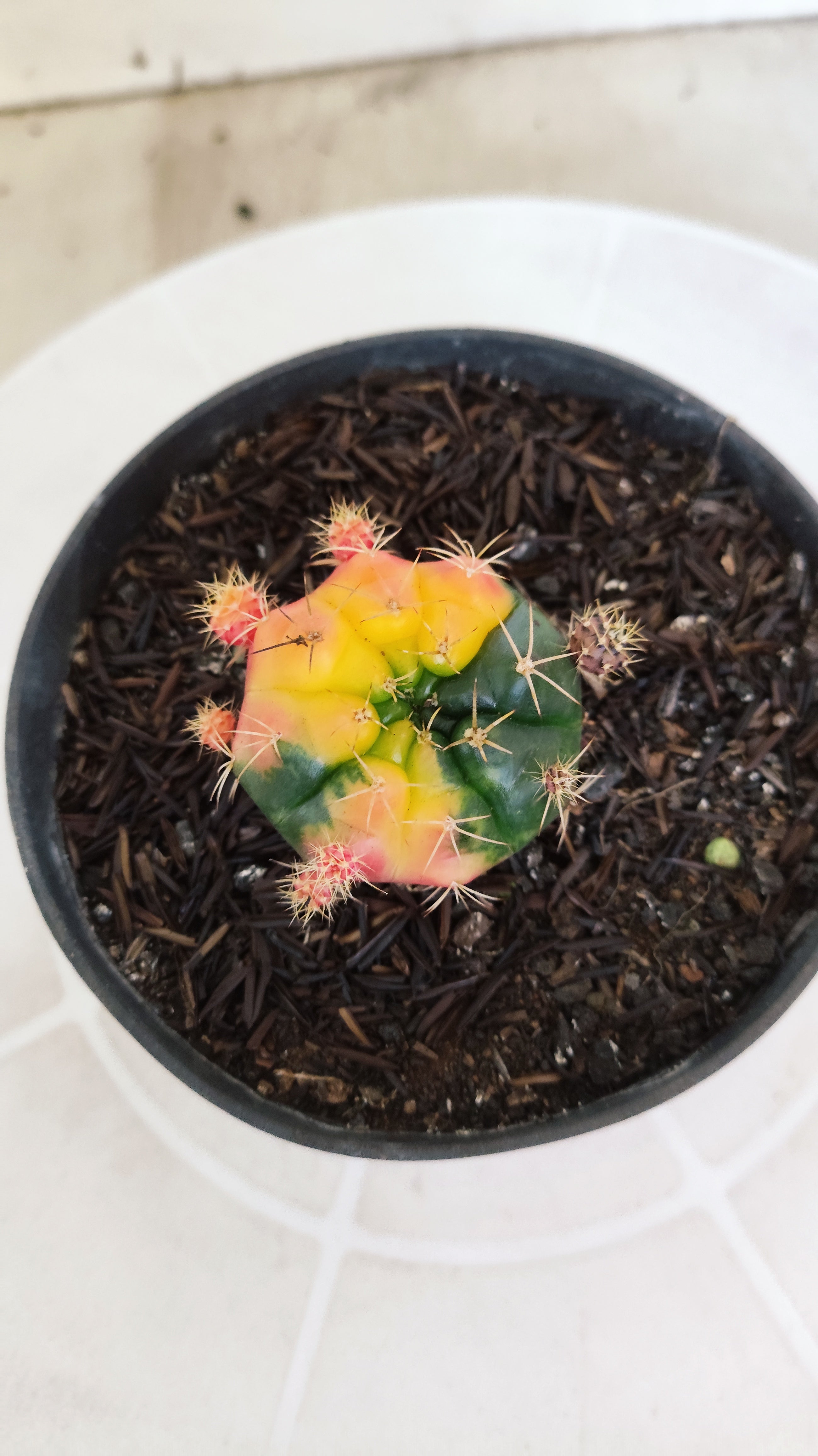 GYMNOCALYCIUM DAMSII Variegata Nº 465 – vaso 11