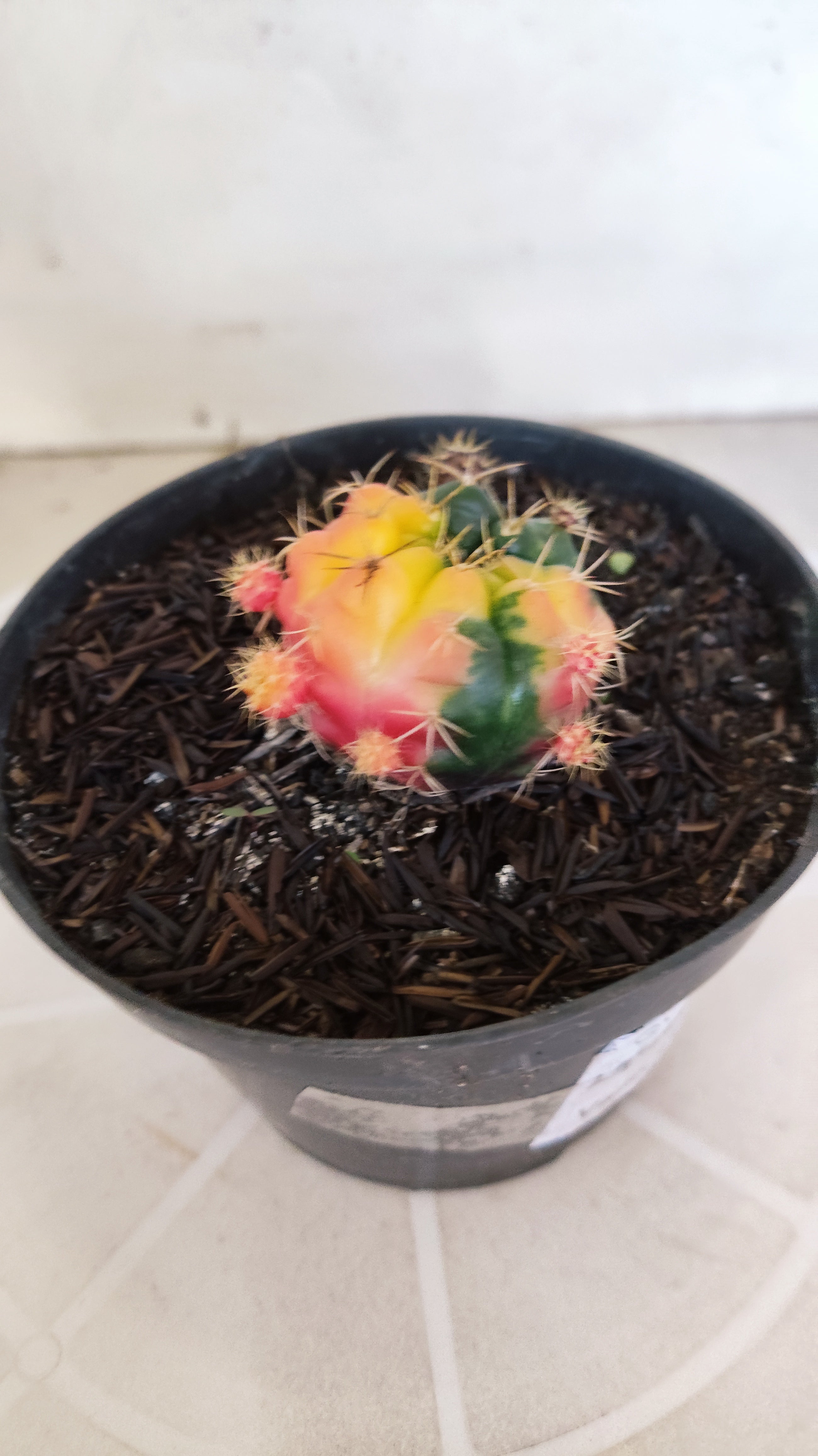 GYMNOCALYCIUM DAMSII Variegata Nº 465 – vaso 11