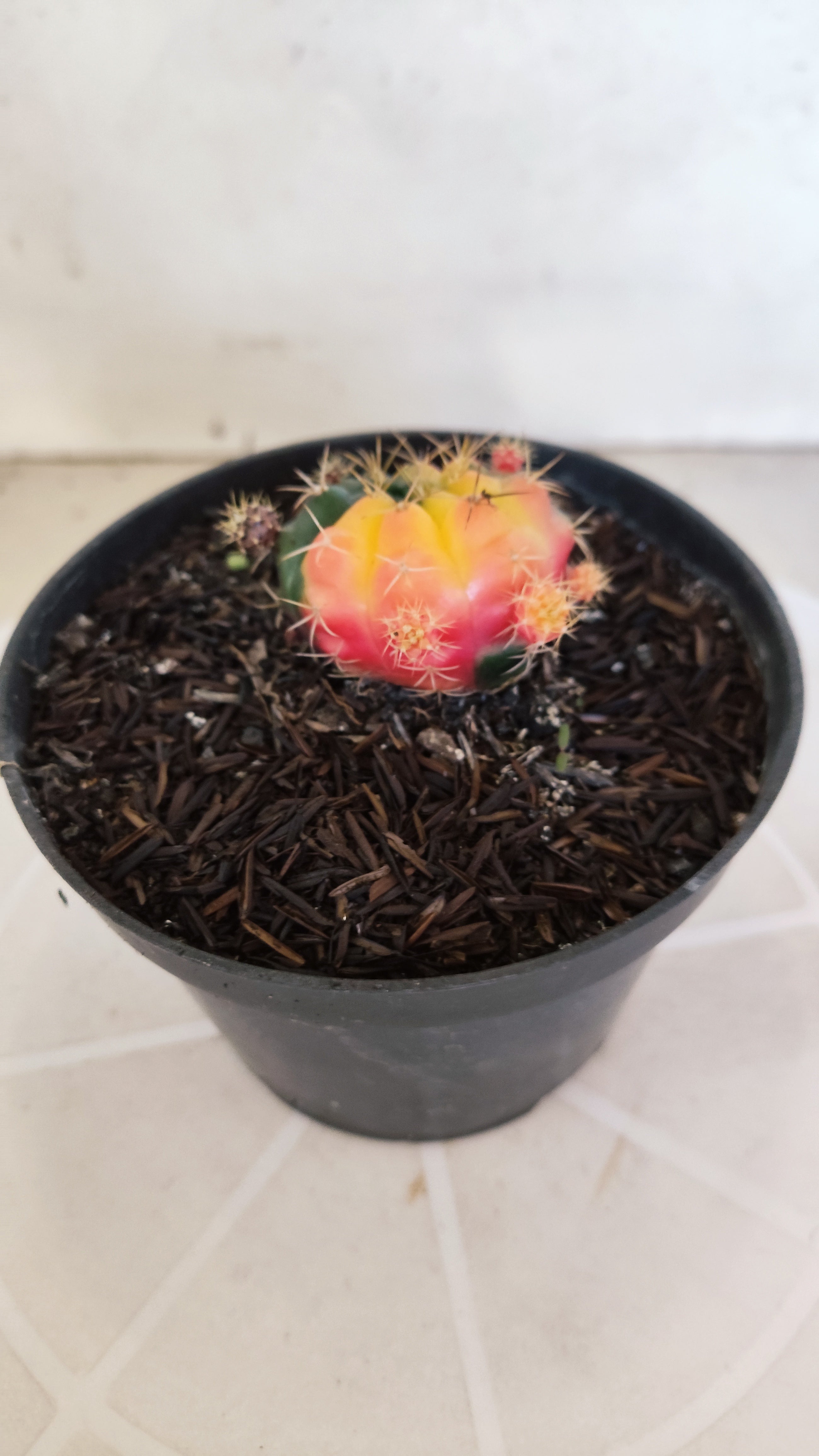 GYMNOCALYCIUM DAMSII Variegata Nº 465 – vaso 11