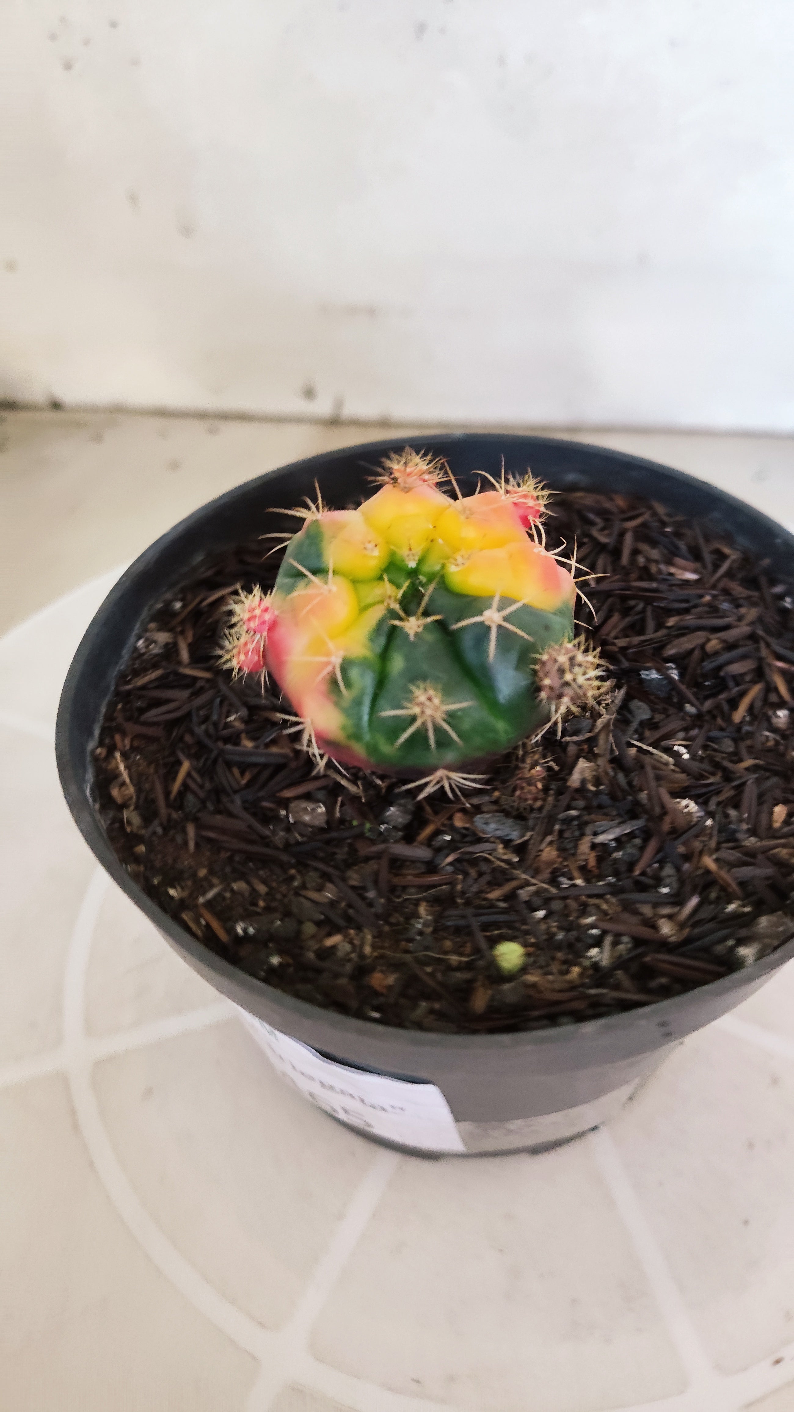 GYMNOCALYCIUM DAMSII Variegata Nº 465 – vaso 11