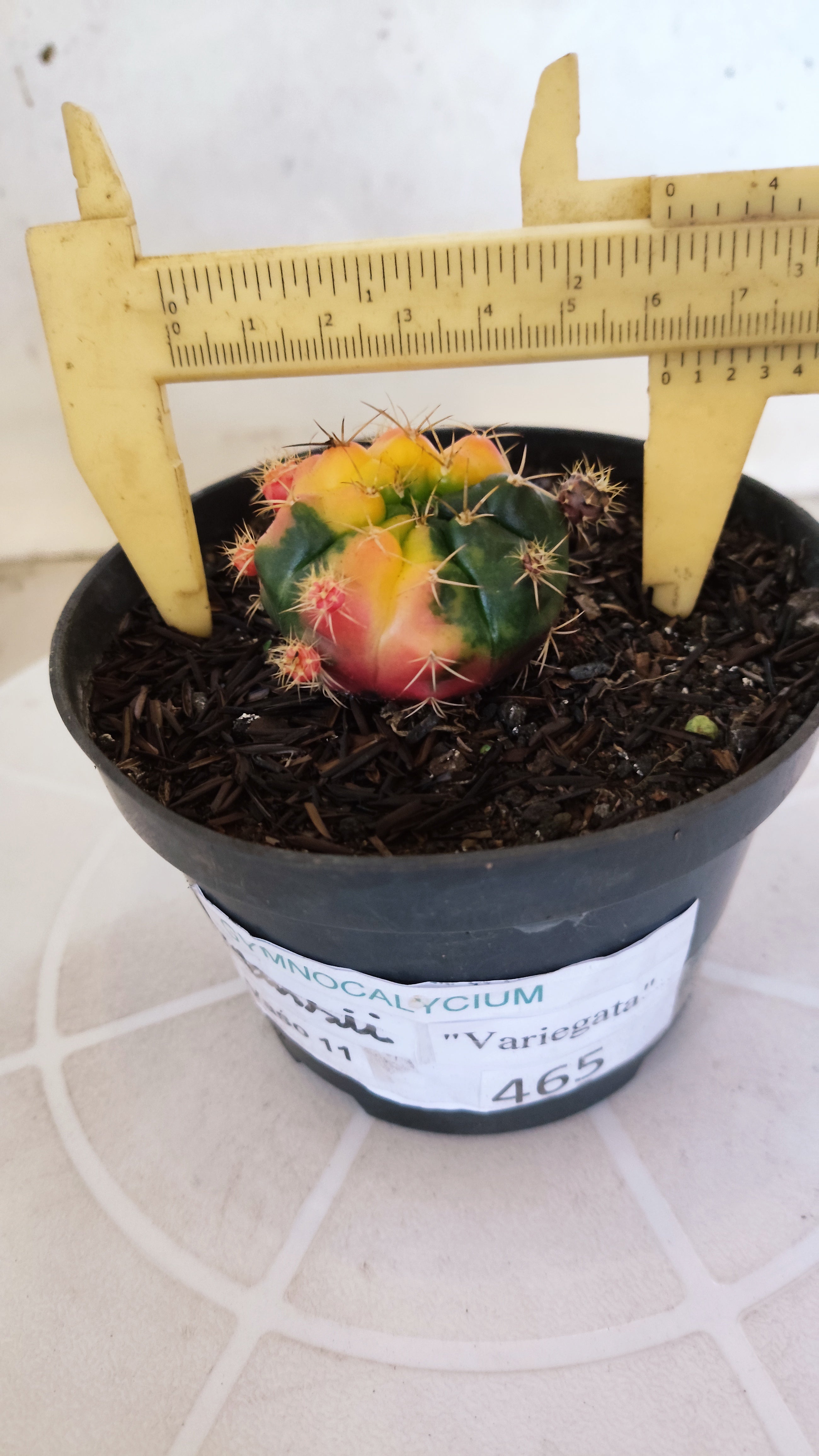 GYMNOCALYCIUM DAMSII Variegata Nº 465 – vaso 11