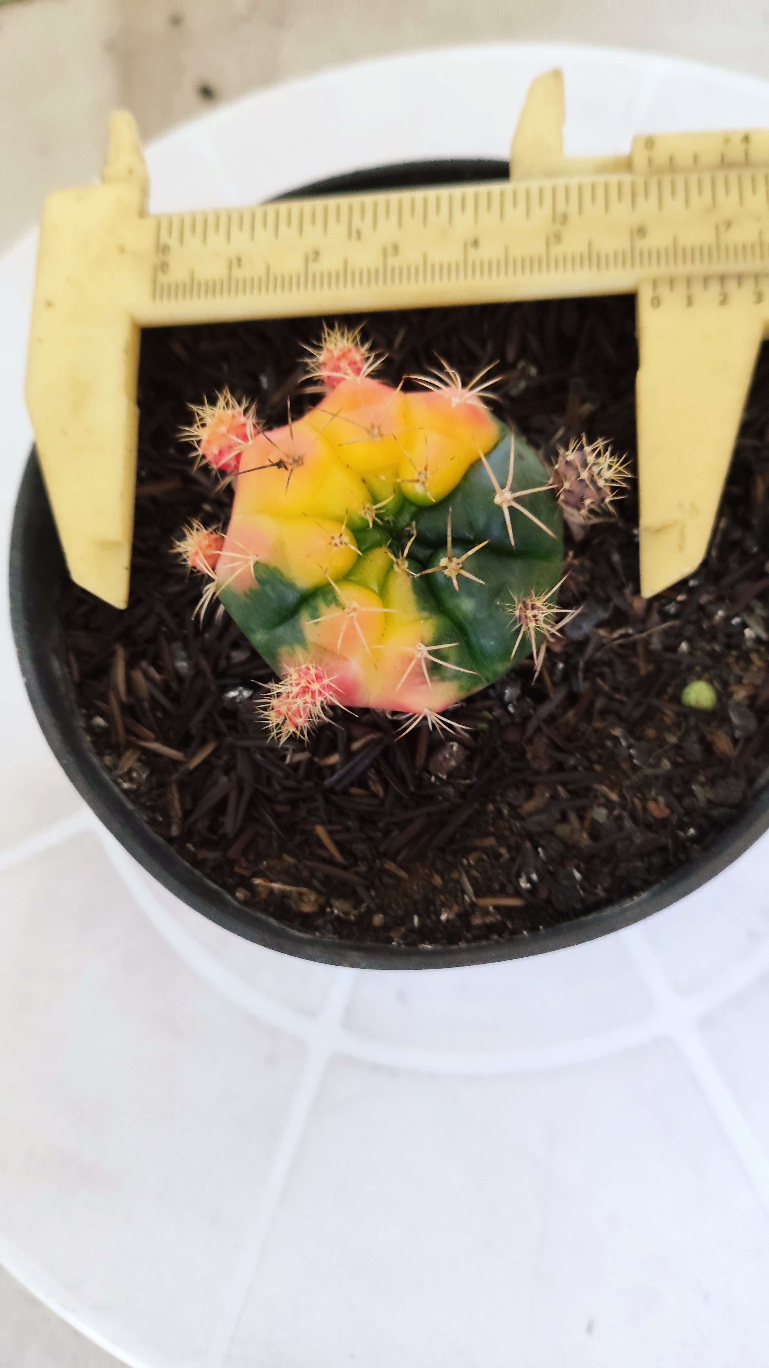 GYMNOCALYCIUM DAMSII Variegata Nº 465 – vaso 11