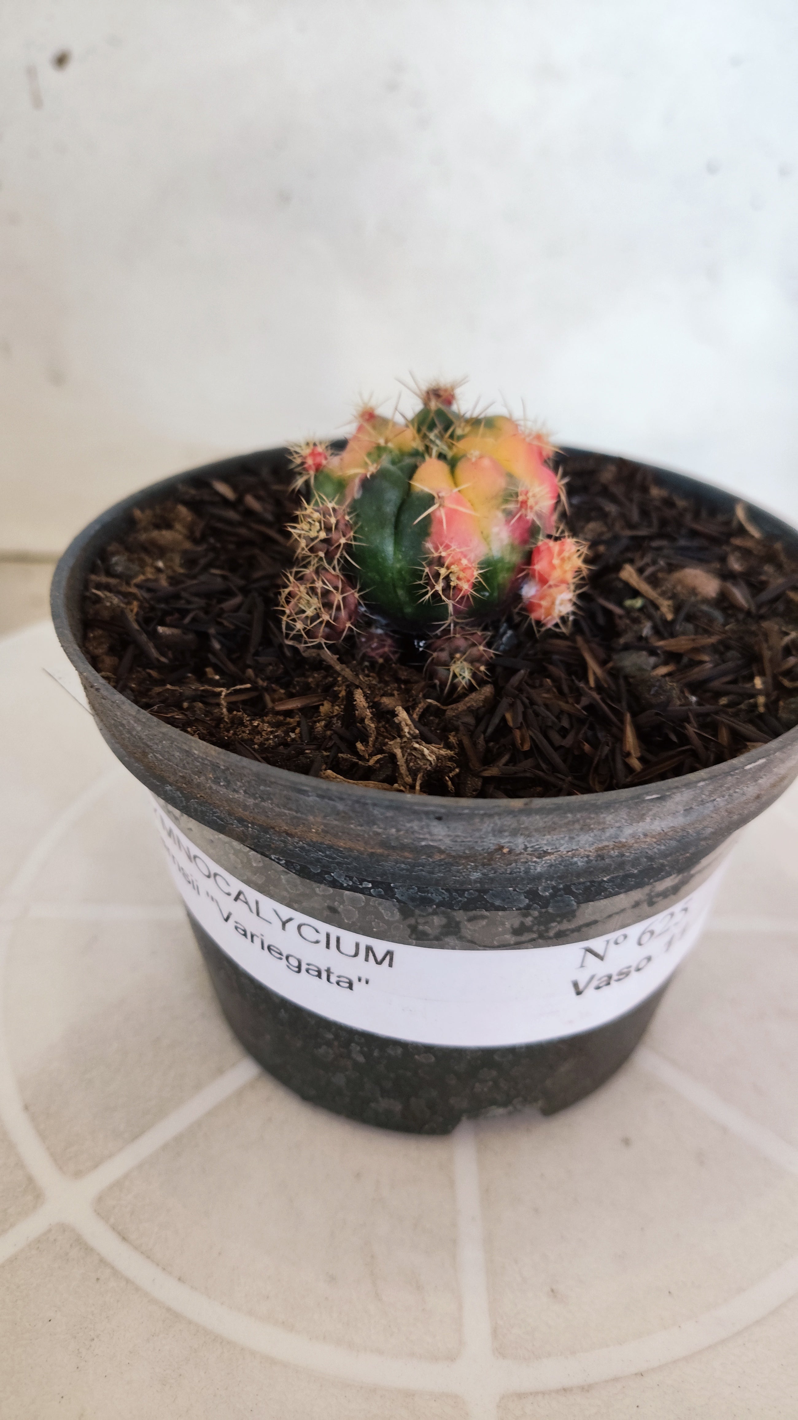 GYMNOCALYCIUM DAMSII Variegata Nº 625 – vaso 11