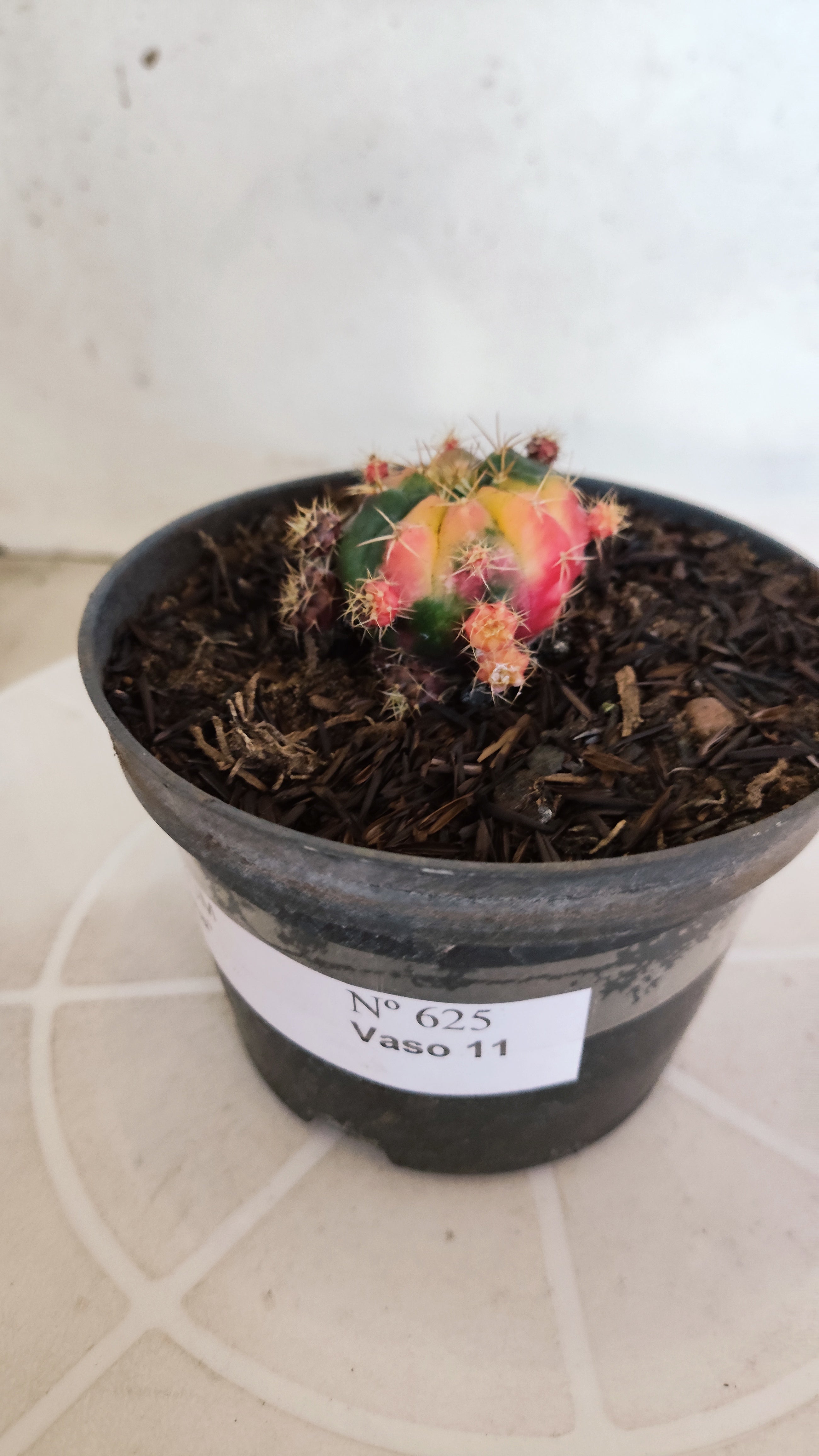 GYMNOCALYCIUM DAMSII Variegata Nº 625 – vaso 11